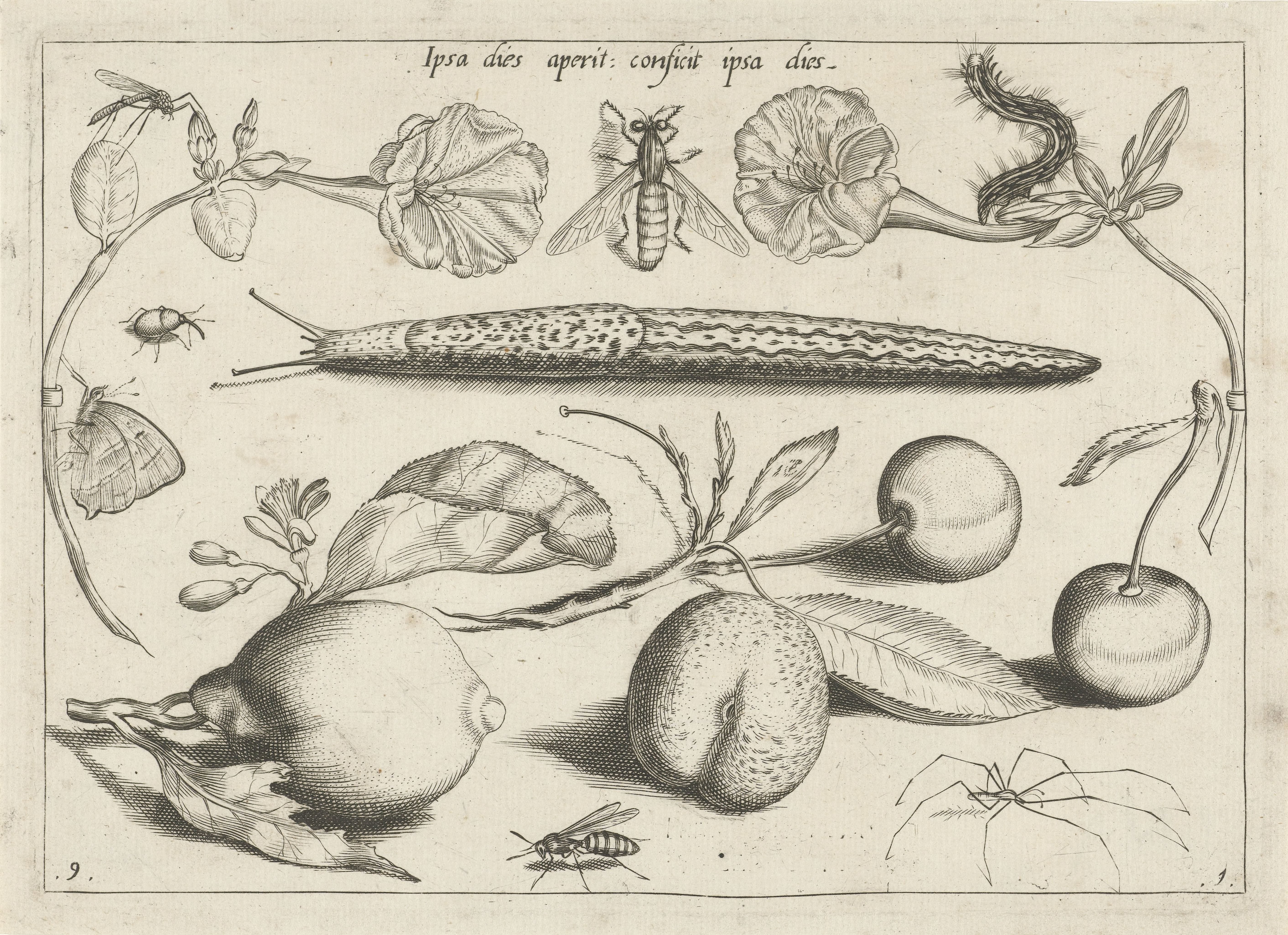 Dieren, planten en vruchten rond een slak