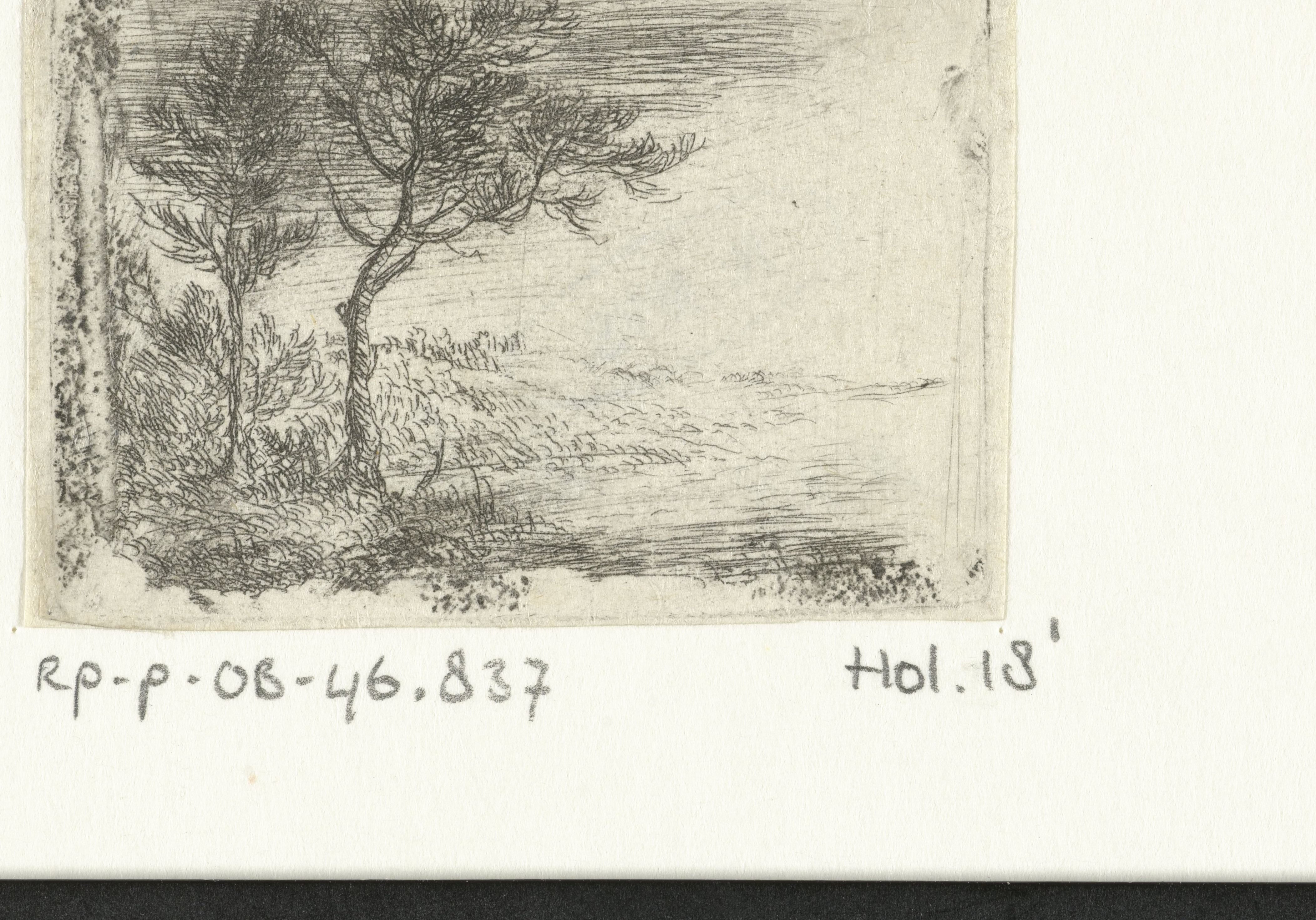 Landschap twee bomen