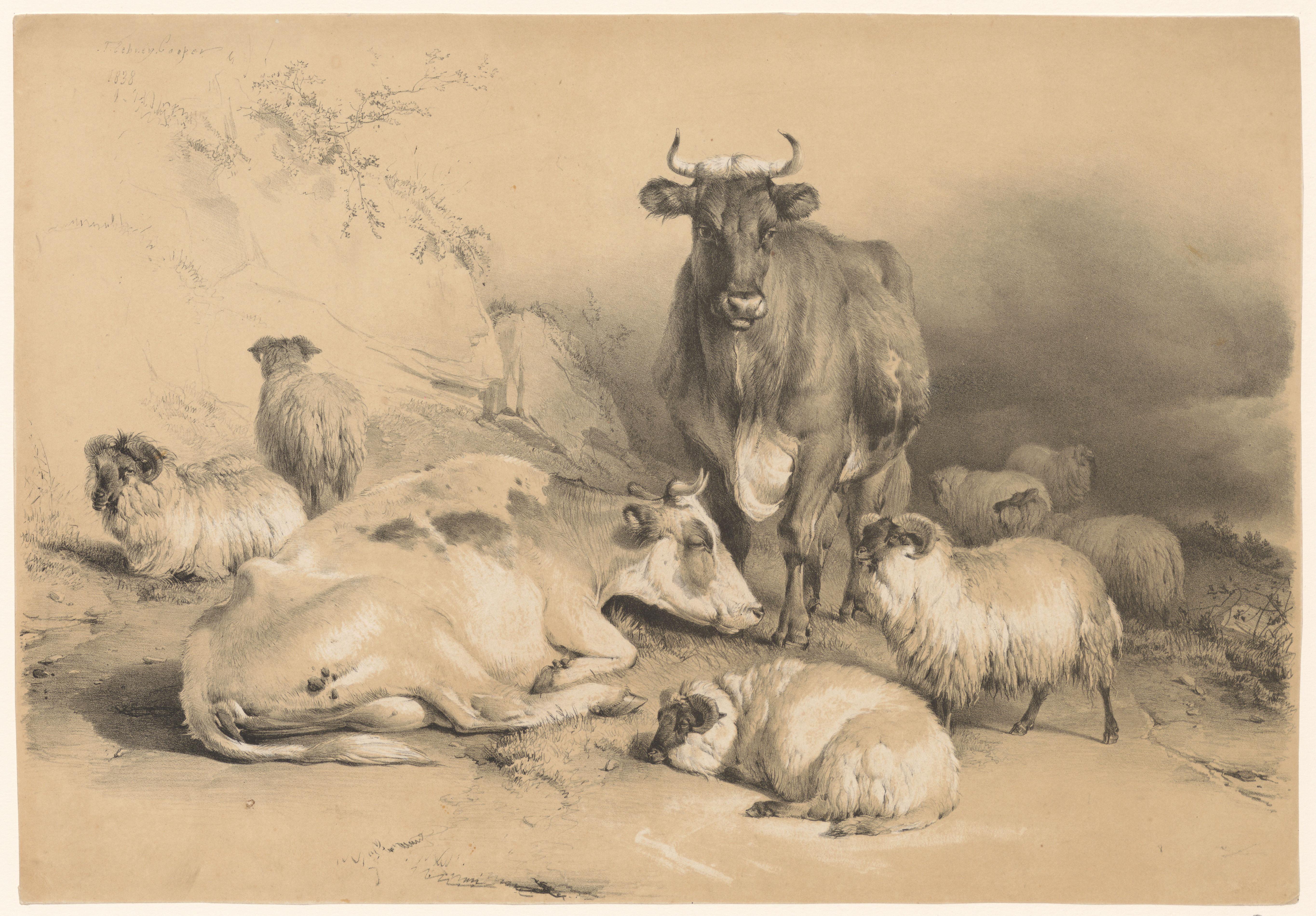 Twee koeien tussen een kudde schapen