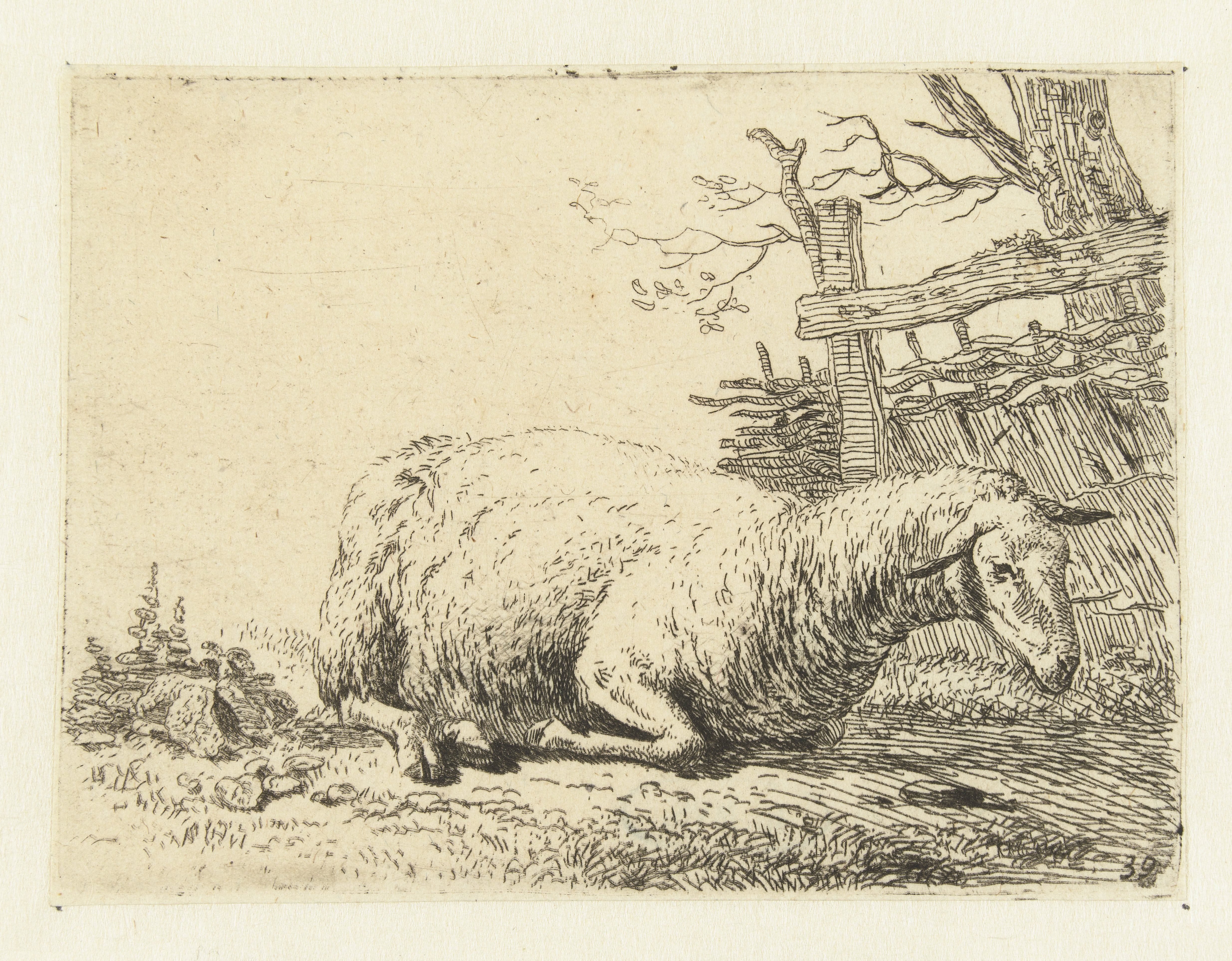 Schaap bij een gevlochten hek