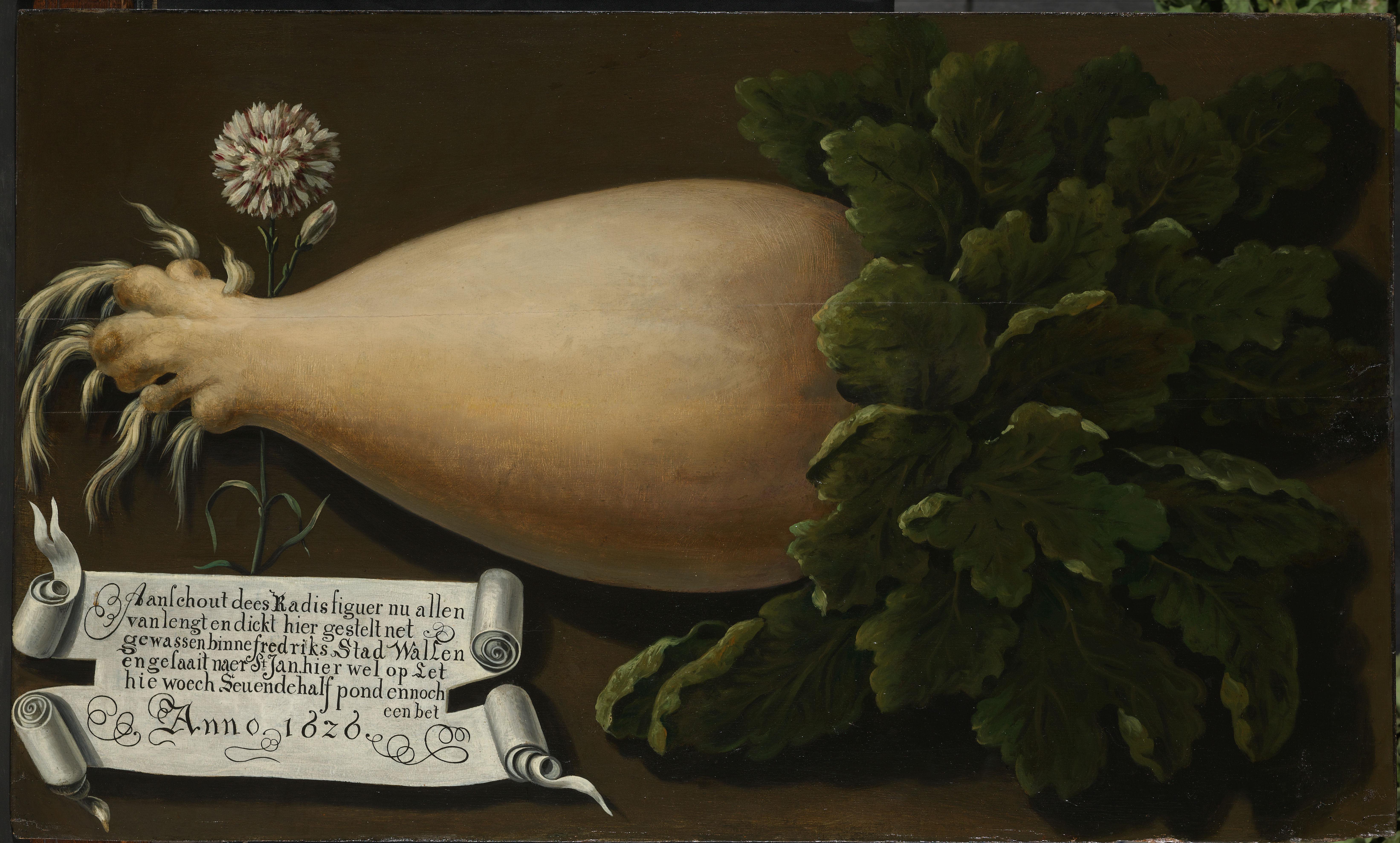 A Giant Radish
