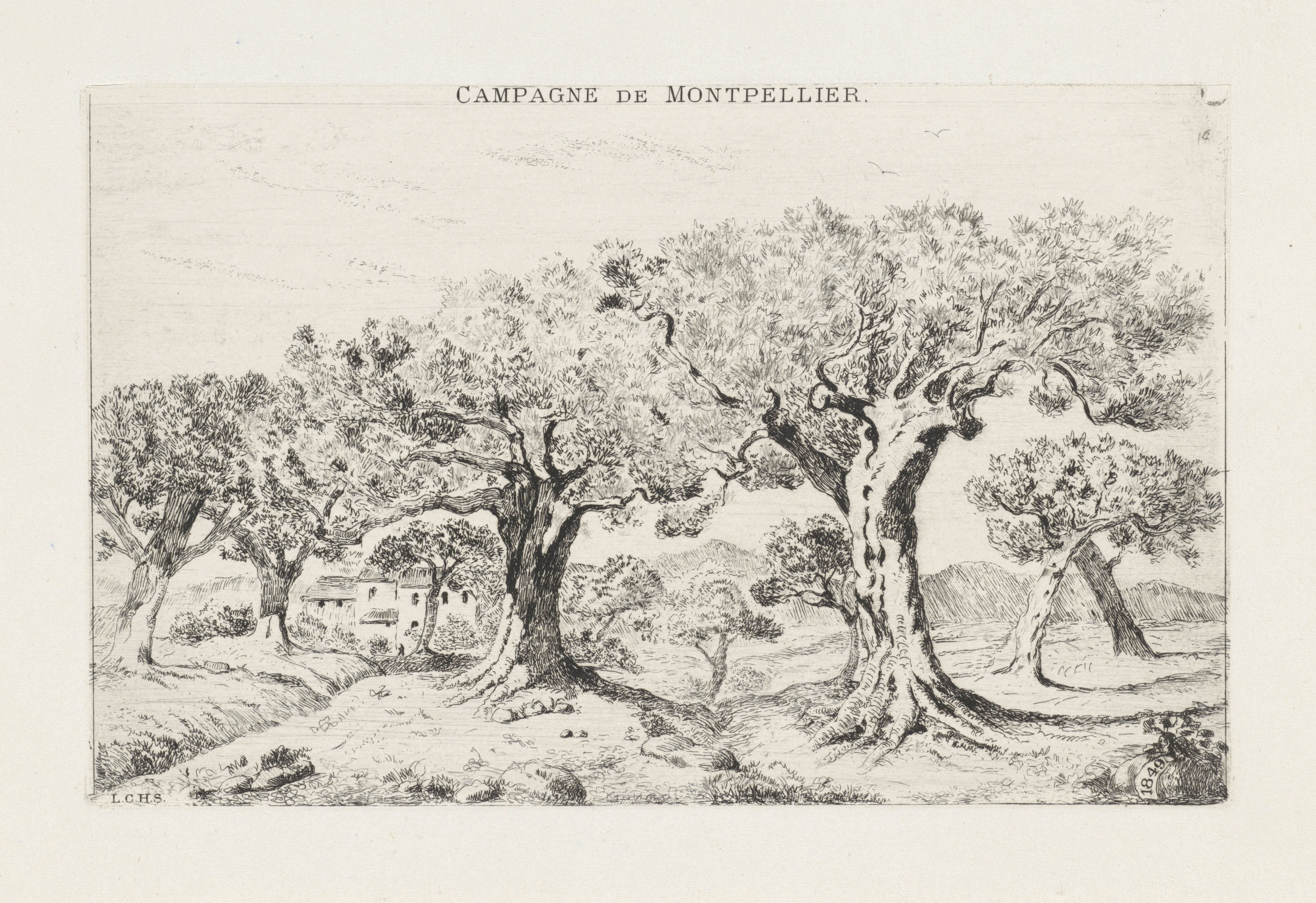 Landschap met olijfbomen bij Montpellier