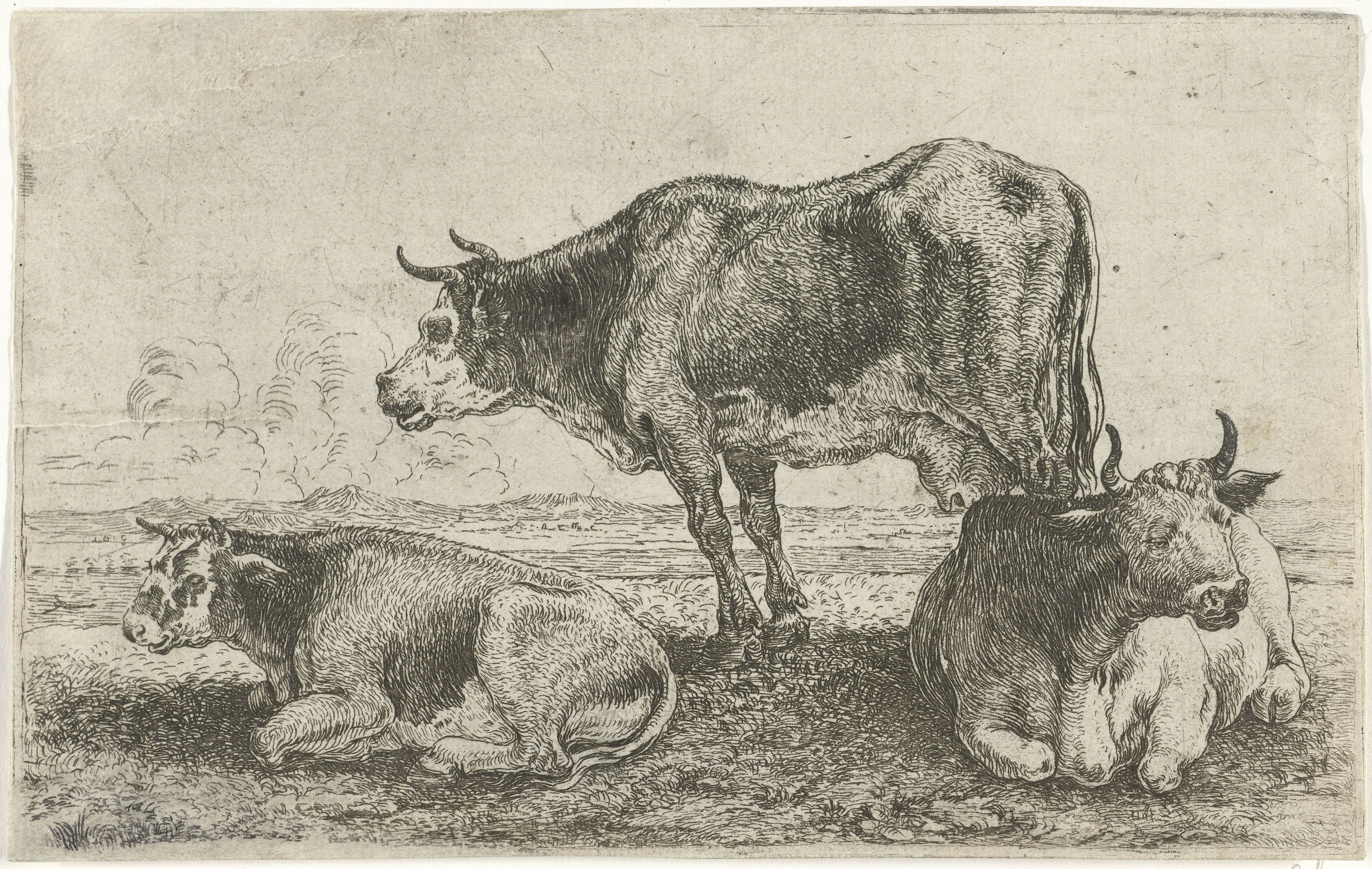 Drie koeien