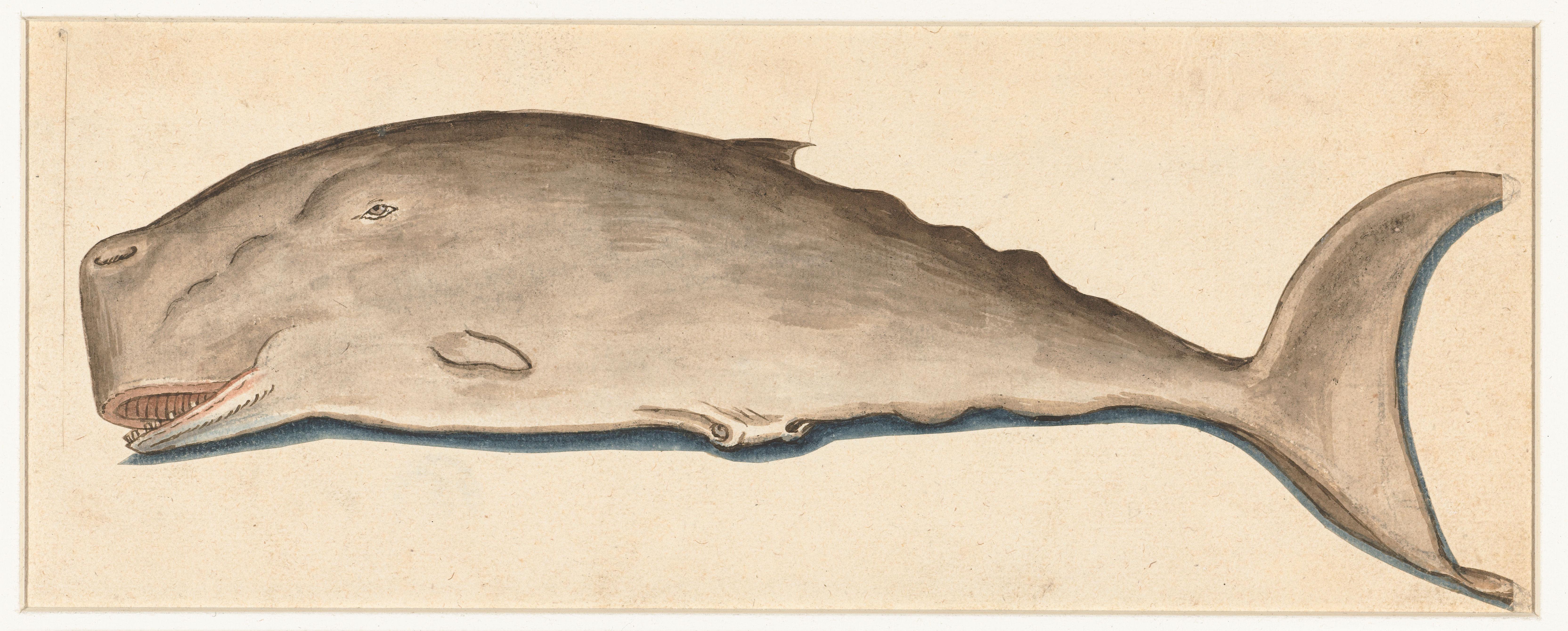 Great Sperm Whale