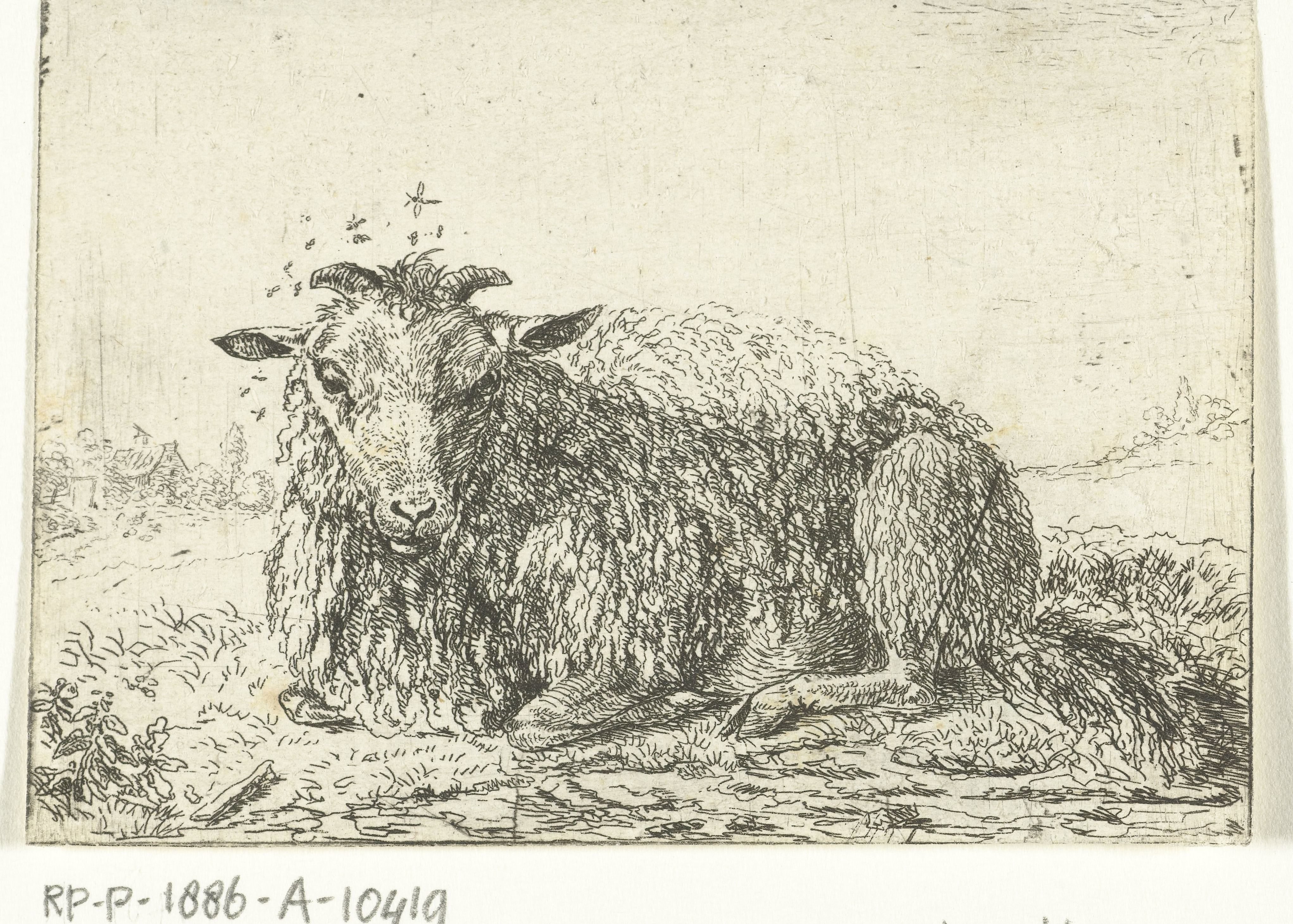 Schaap met vliegen