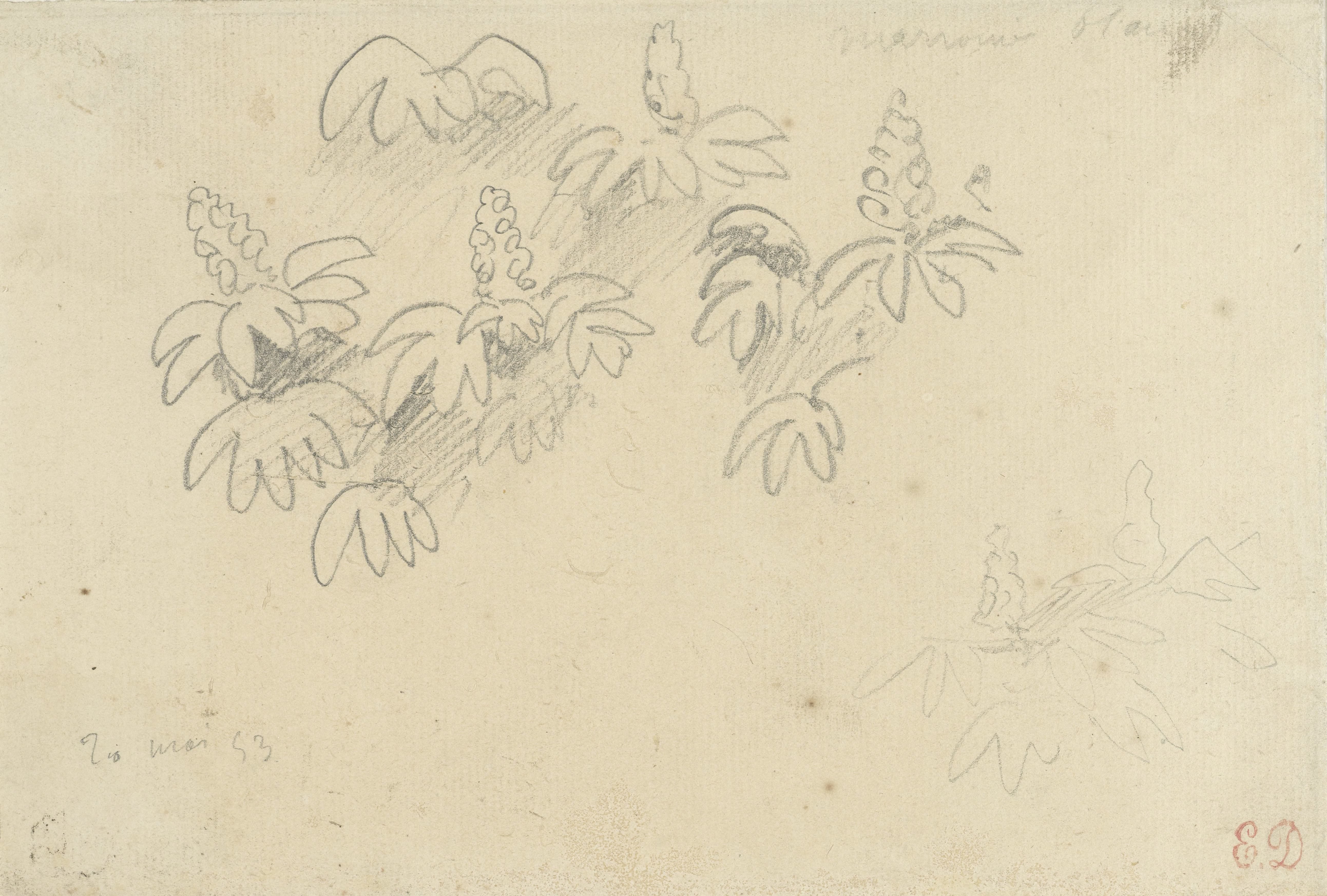 Studieblaadje met plantjes: witte kastanje