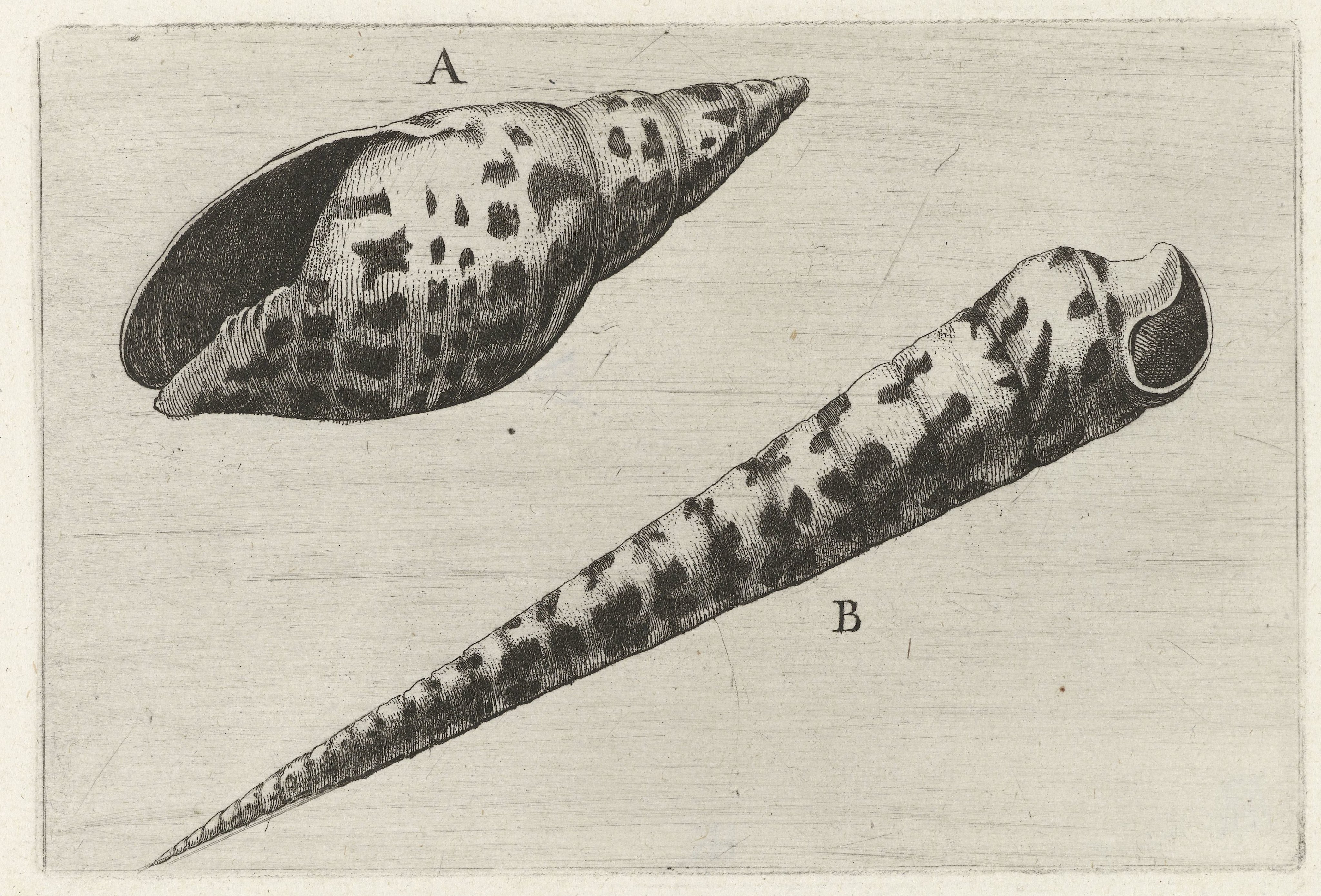 Schelpen, mitra cardinalis (A) en terebra subulata (B)