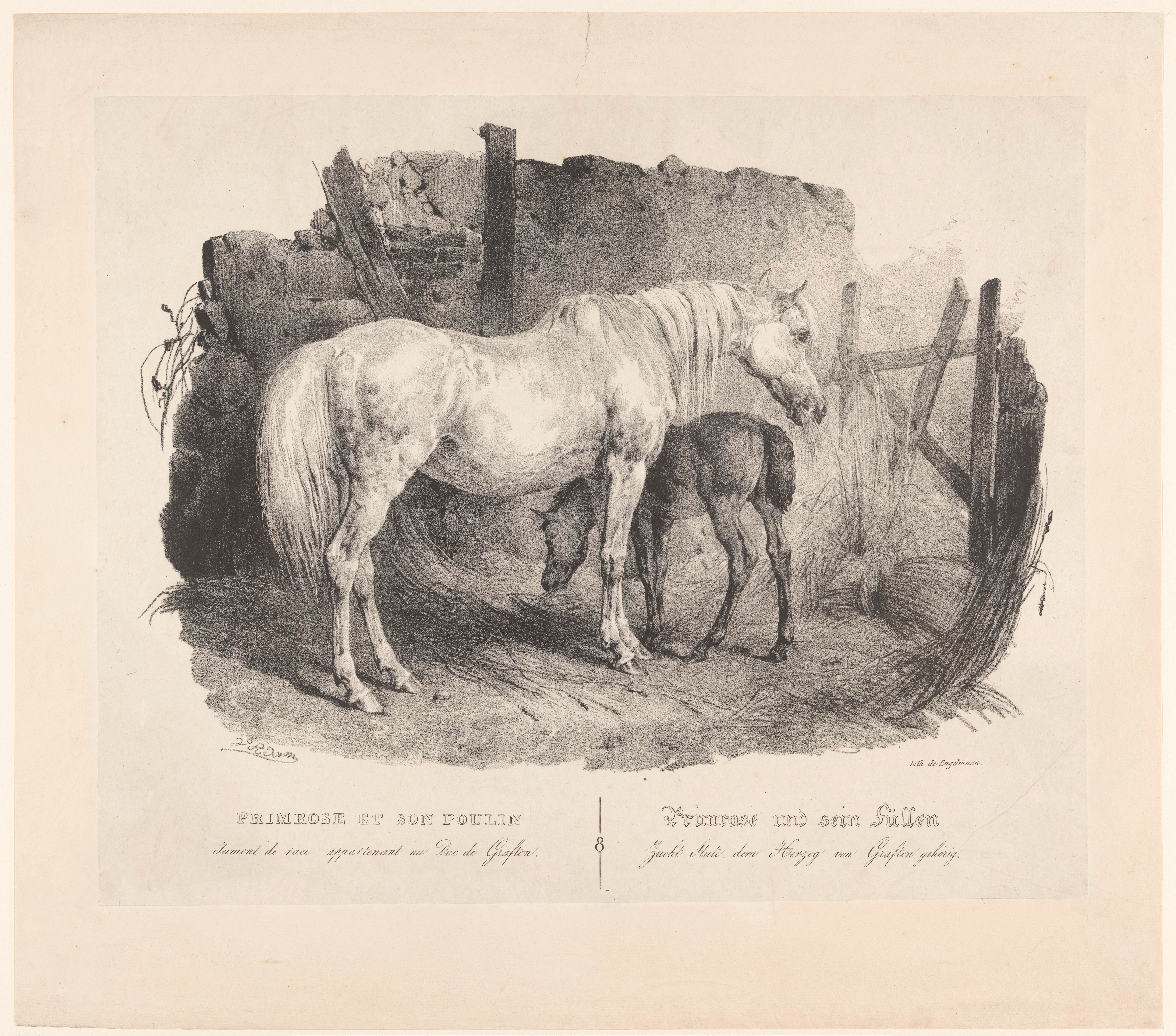 Merrie Primrose en haar veulen, raspaard van de hertog van Grafton