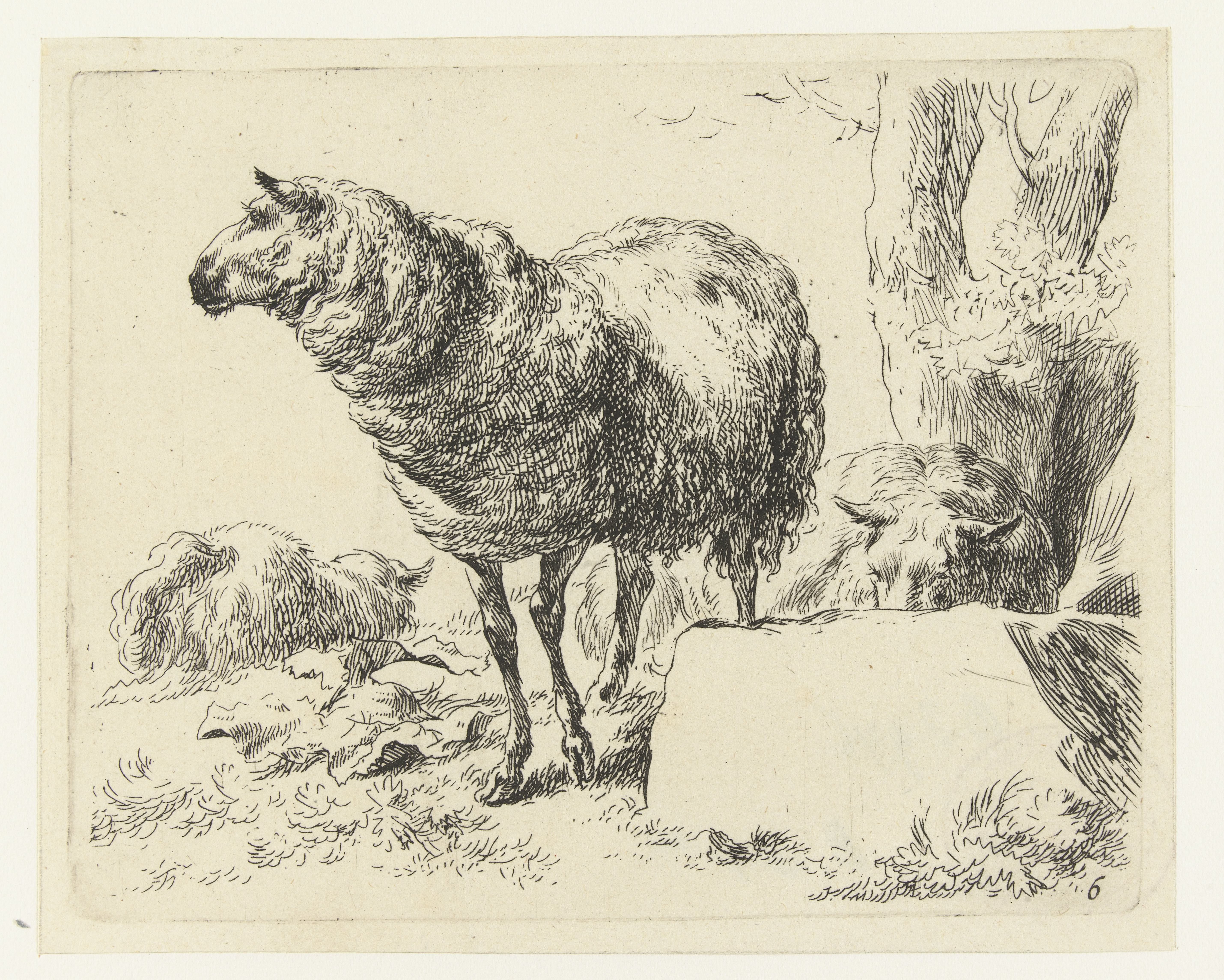 Drie schapen