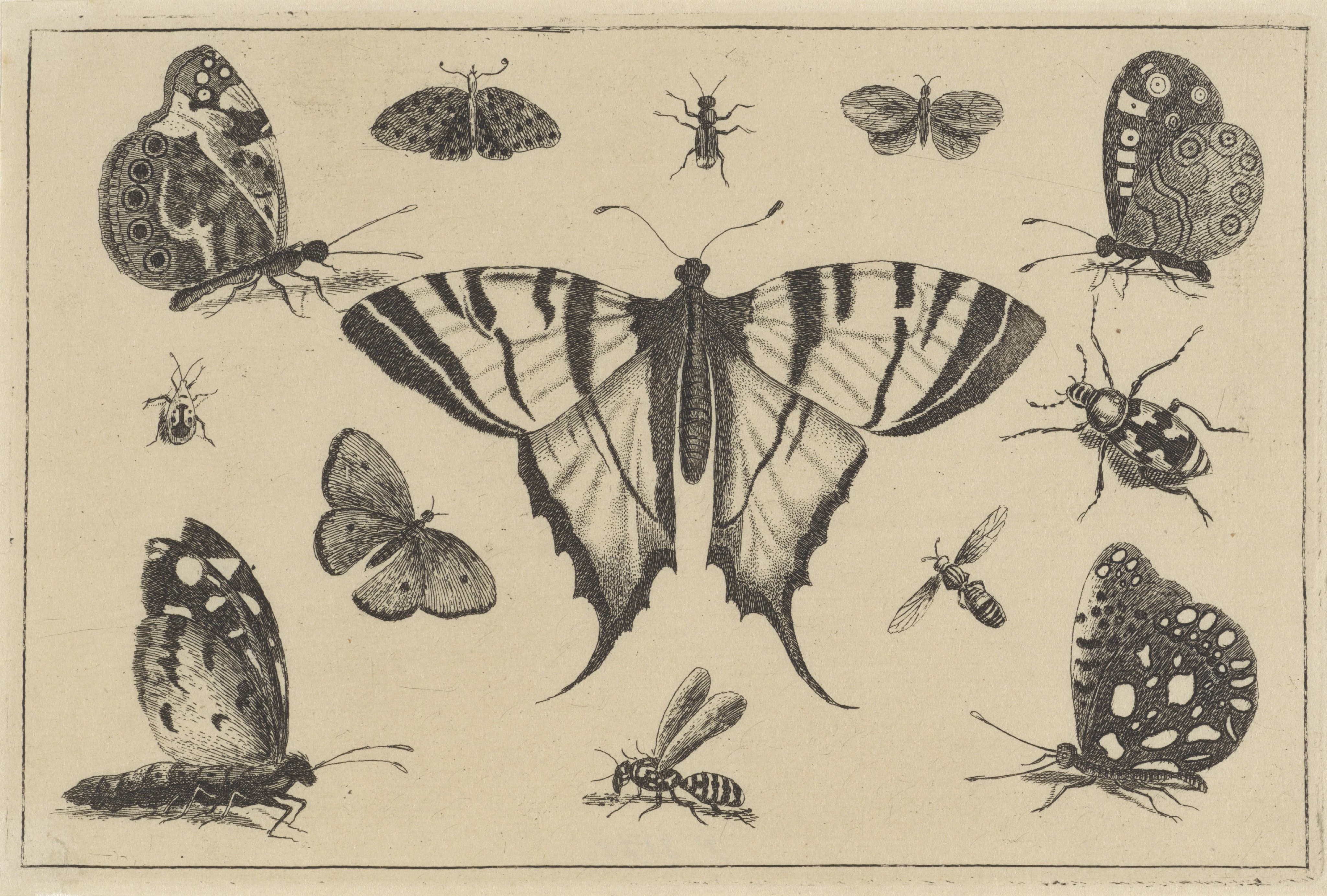 Vlinders, wesp en andere insekten