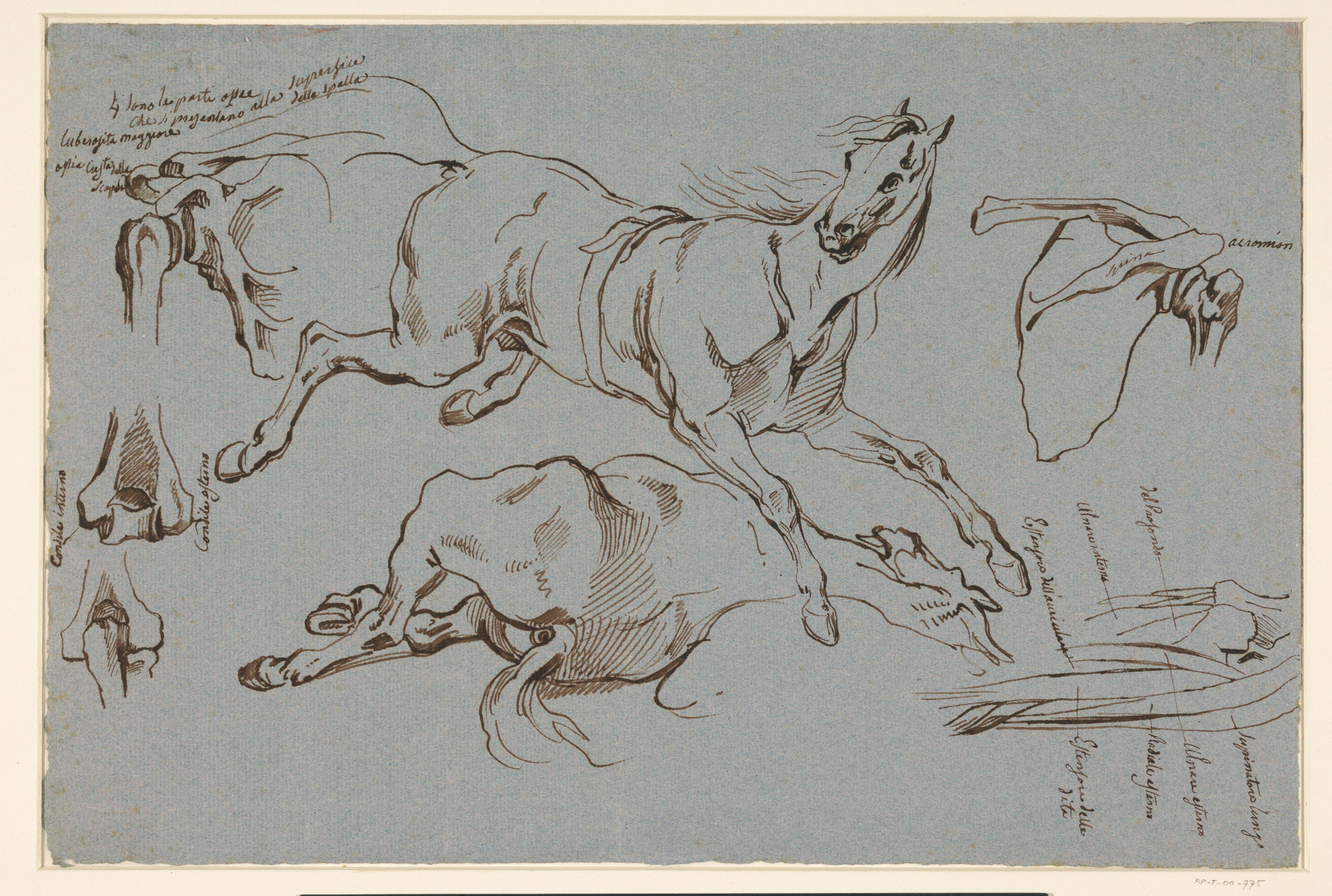 Schetsen van een springend en liggend paard en enkele anatomische details