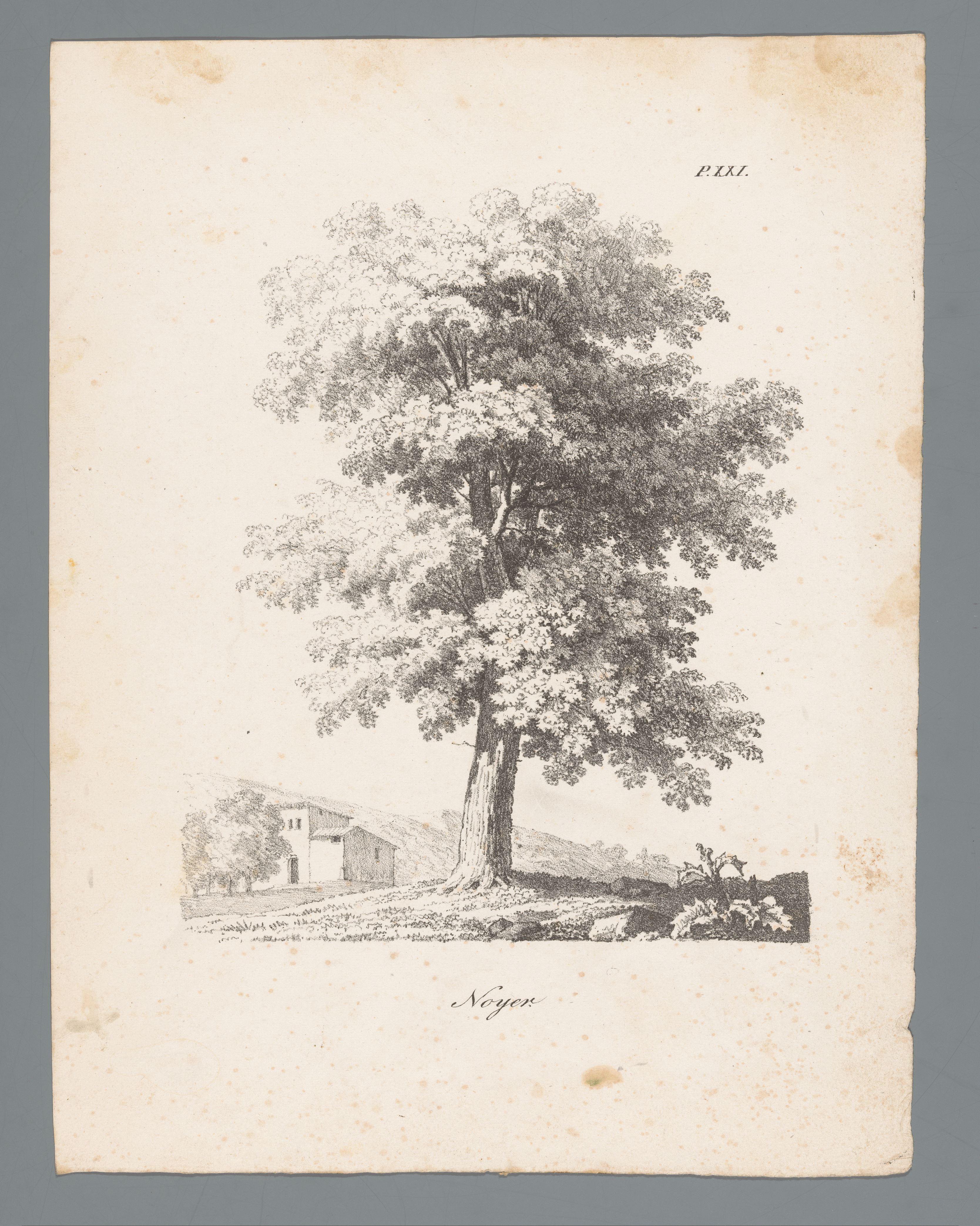 Walnotenboom