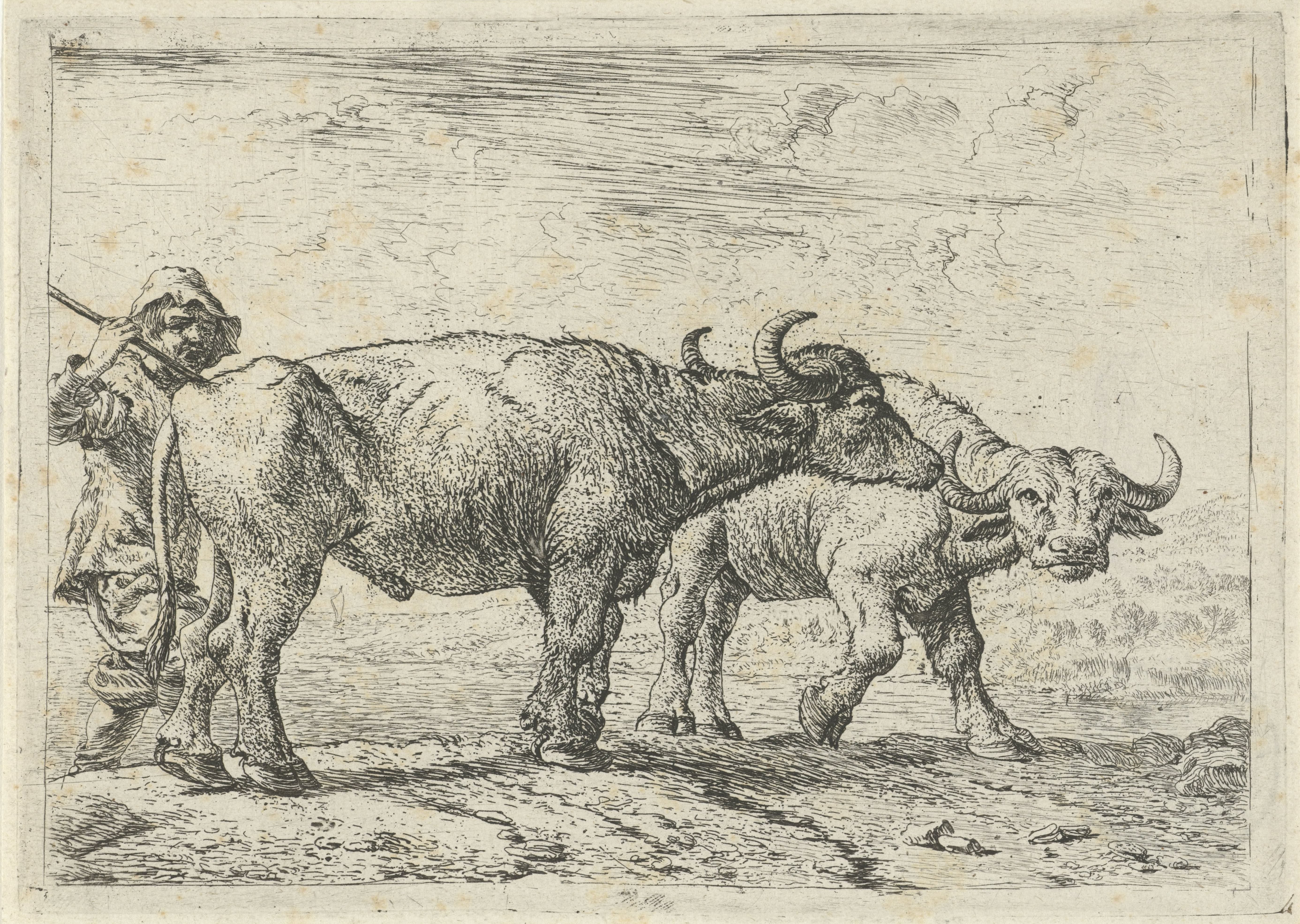 Twee buffels en een herder