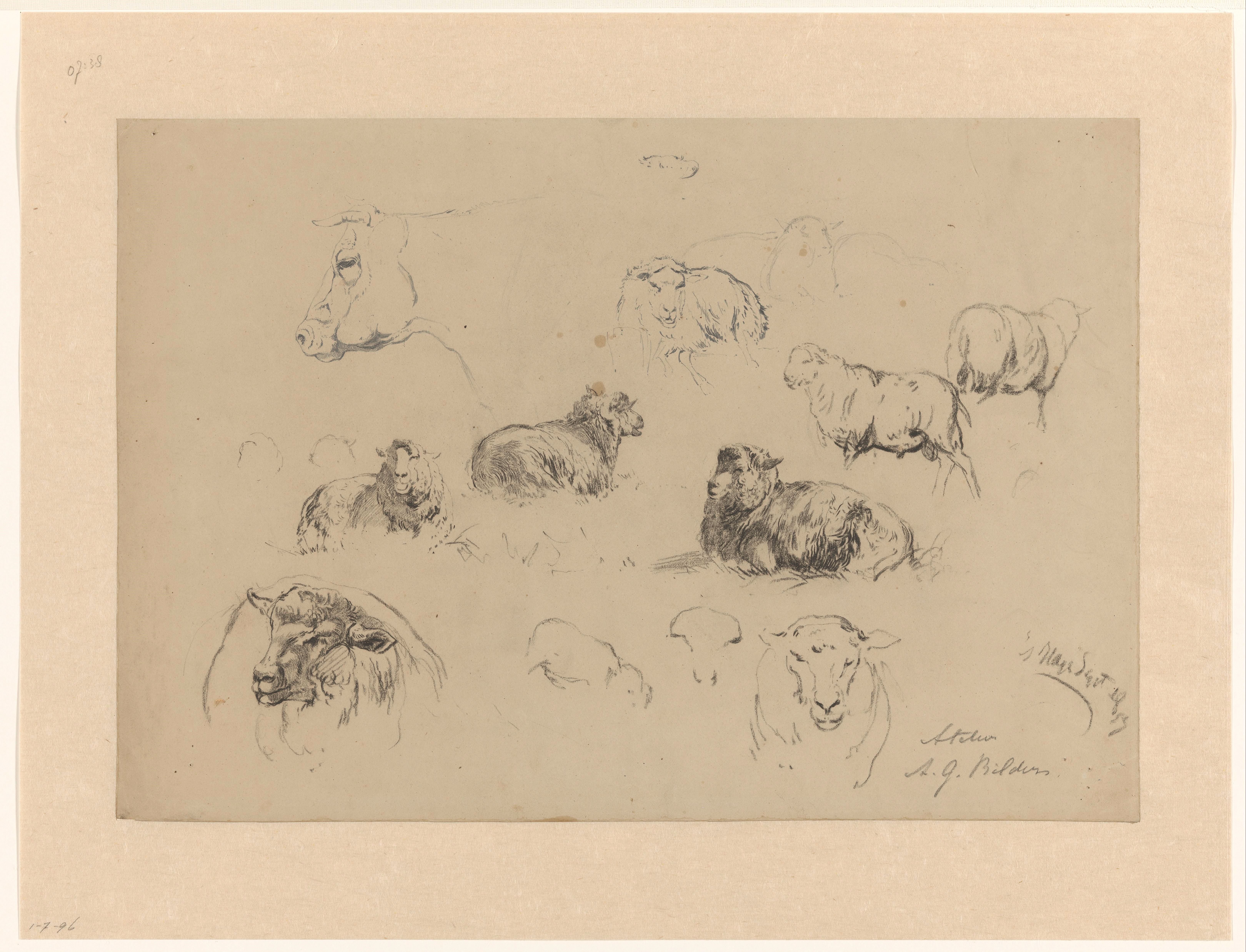 Schetsblad met studies van schapen en een koeienkop