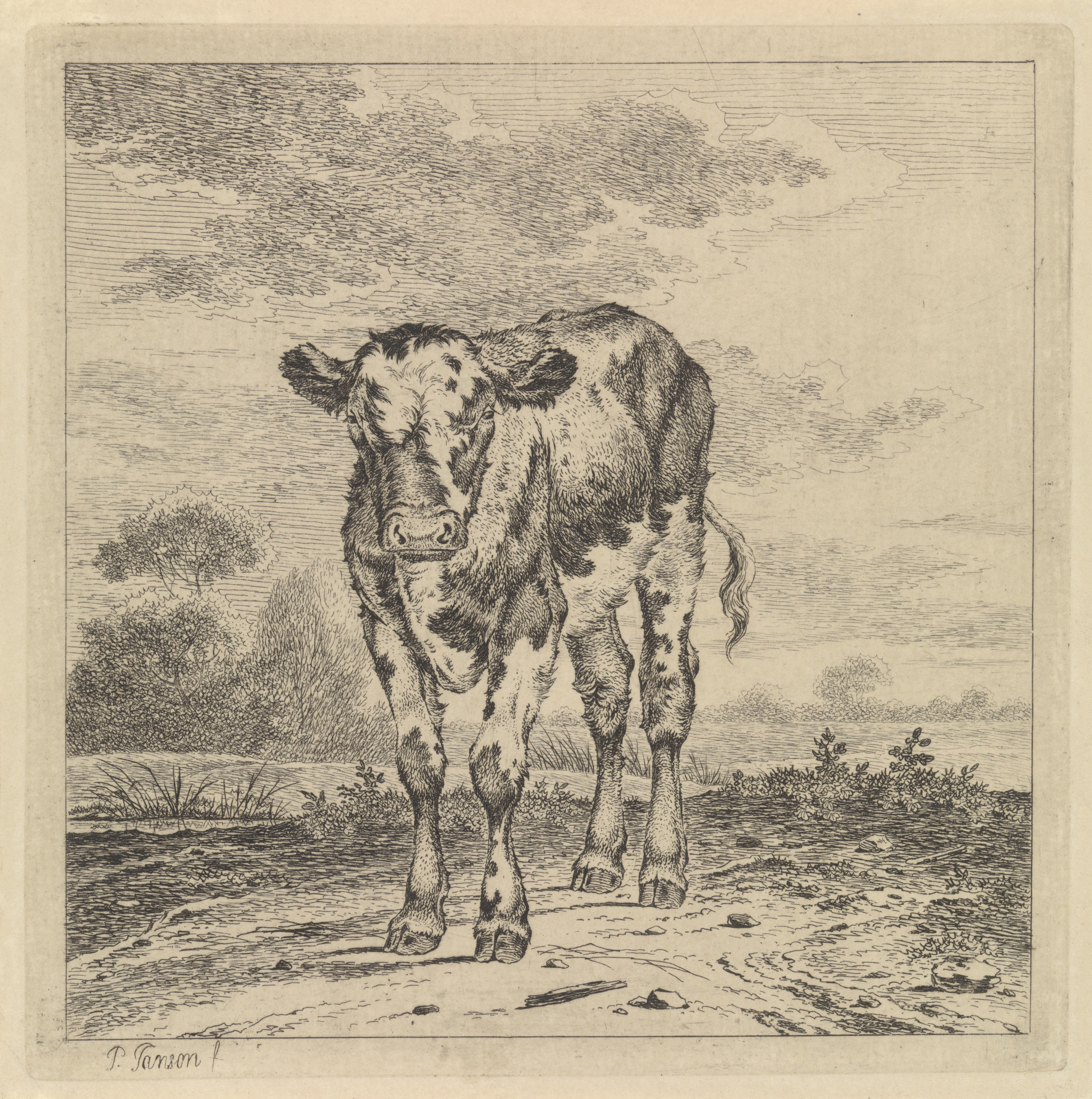Landschap met kalf