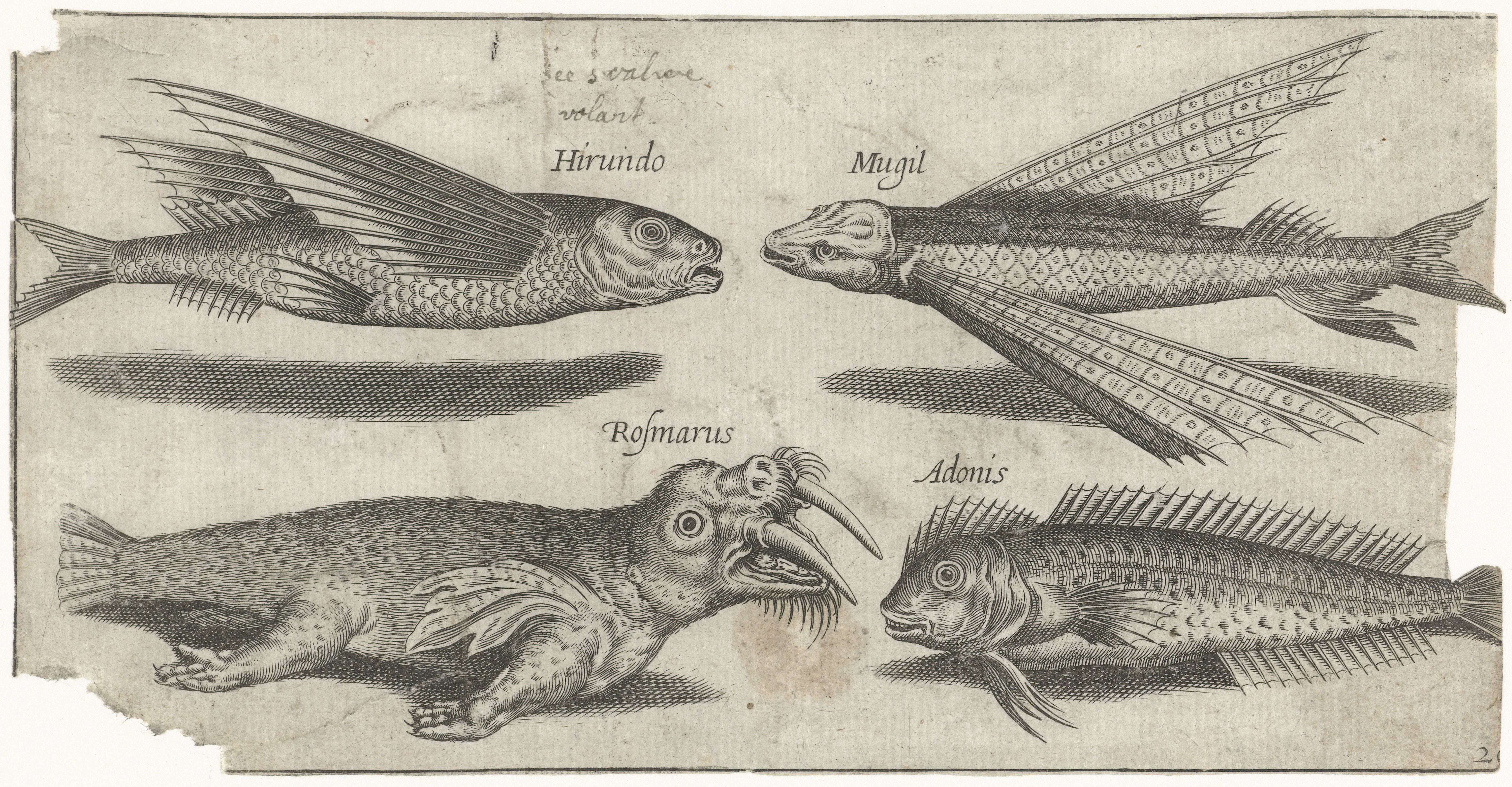 Vliegende knorhaan, lompje, slijmvis en een walrus