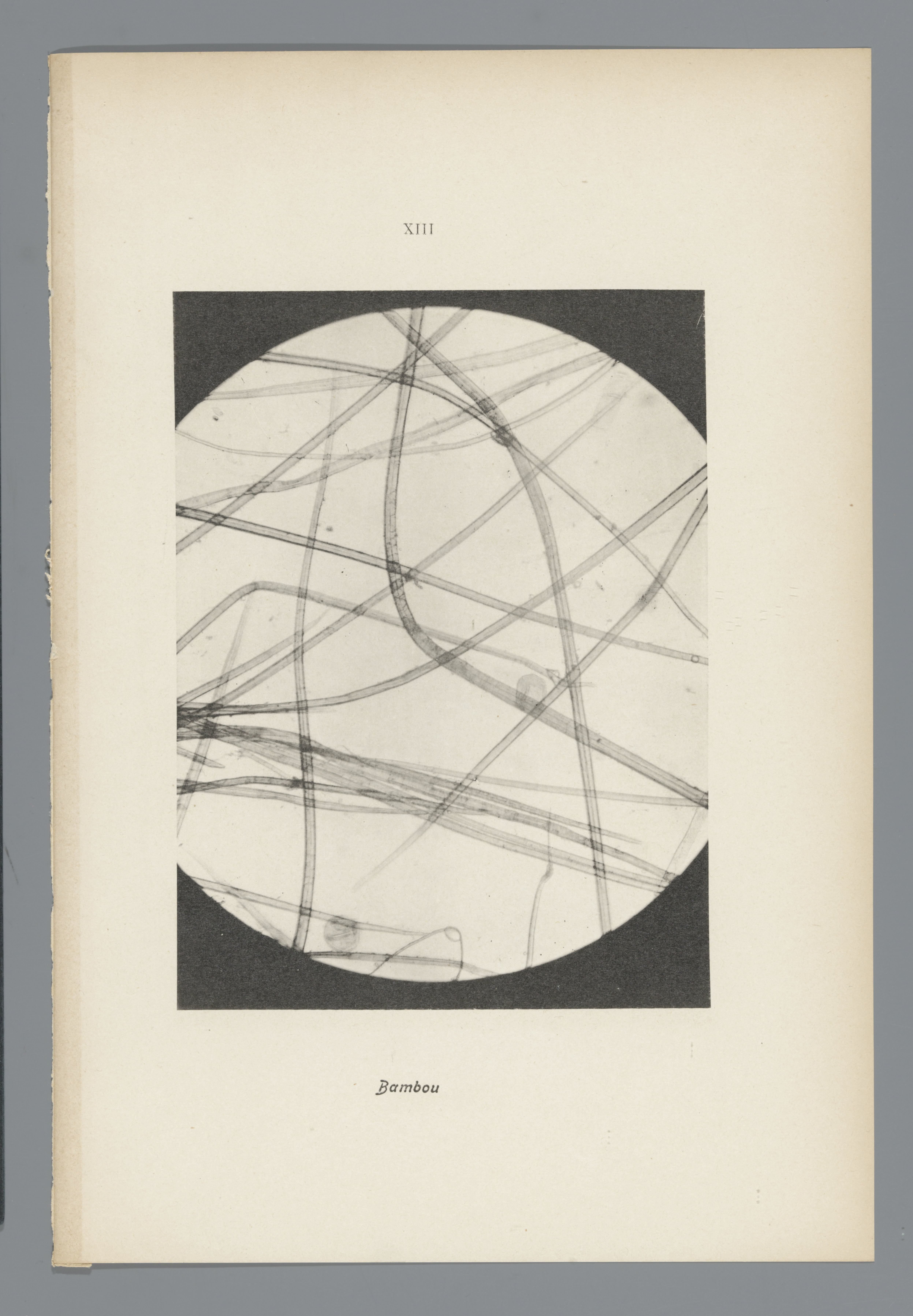 Microfoto’s van papiervezels
