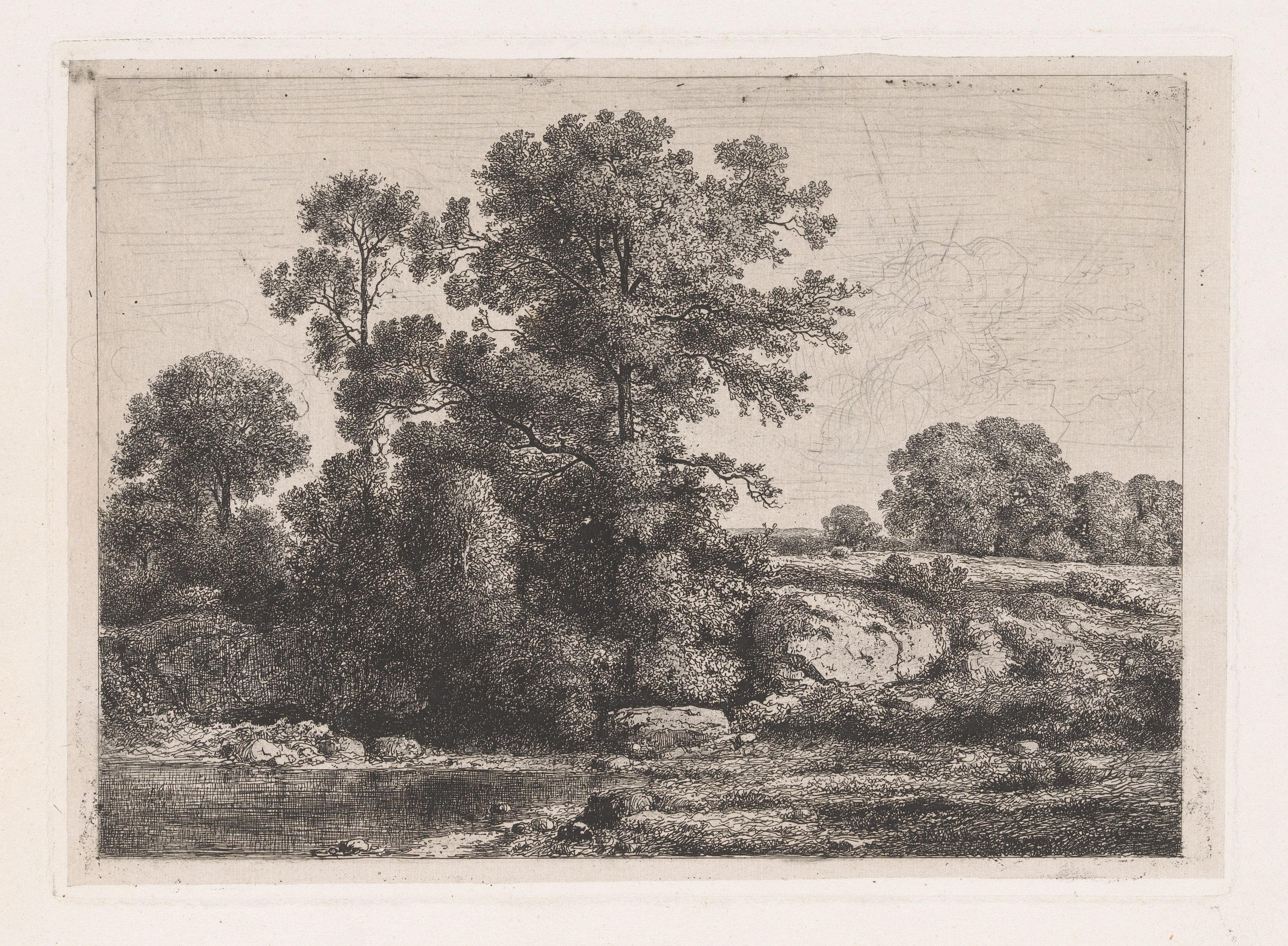 Bomen aan de oever van een poel
