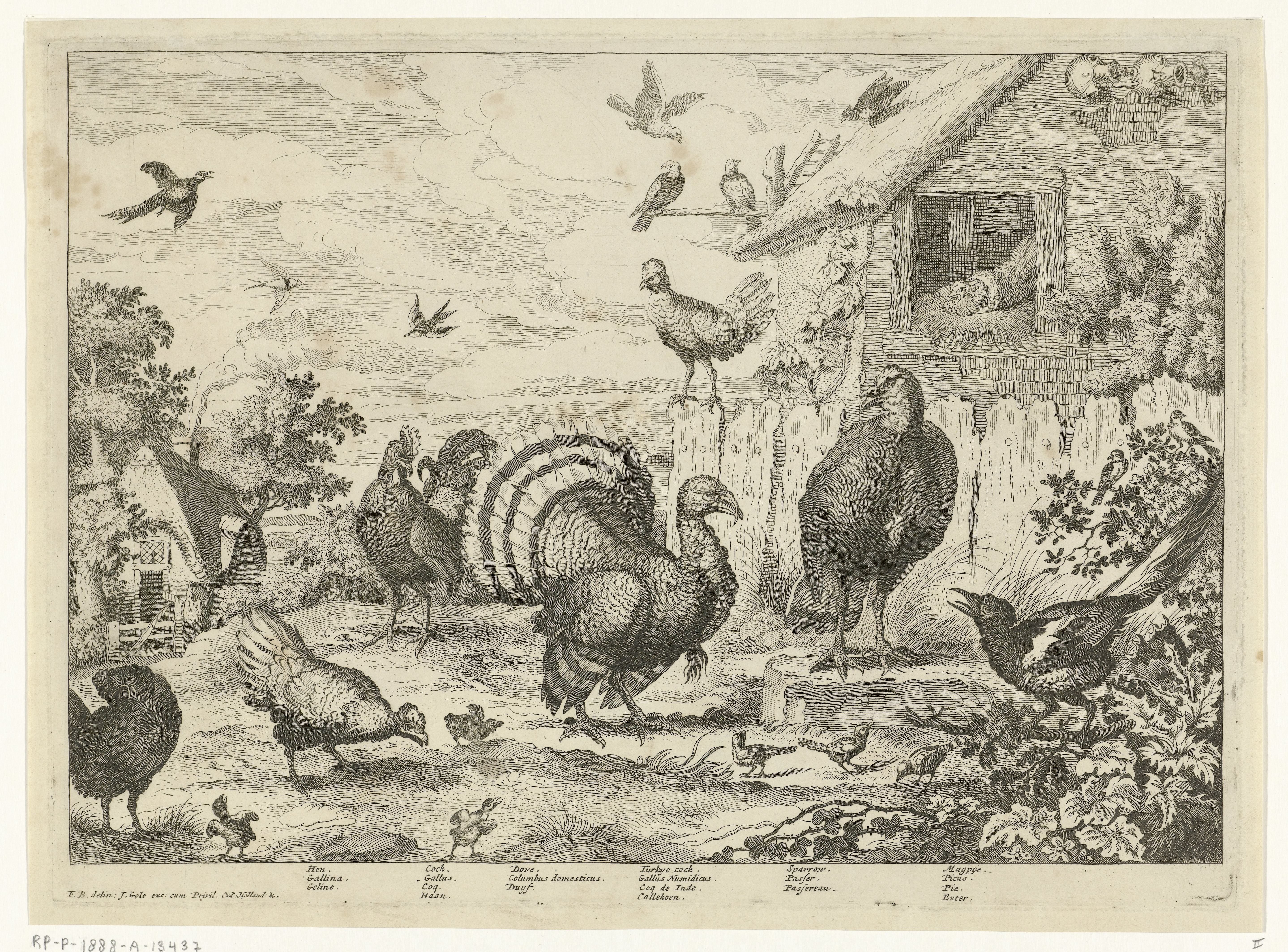 Verschillend gevogelte en een kalkoen