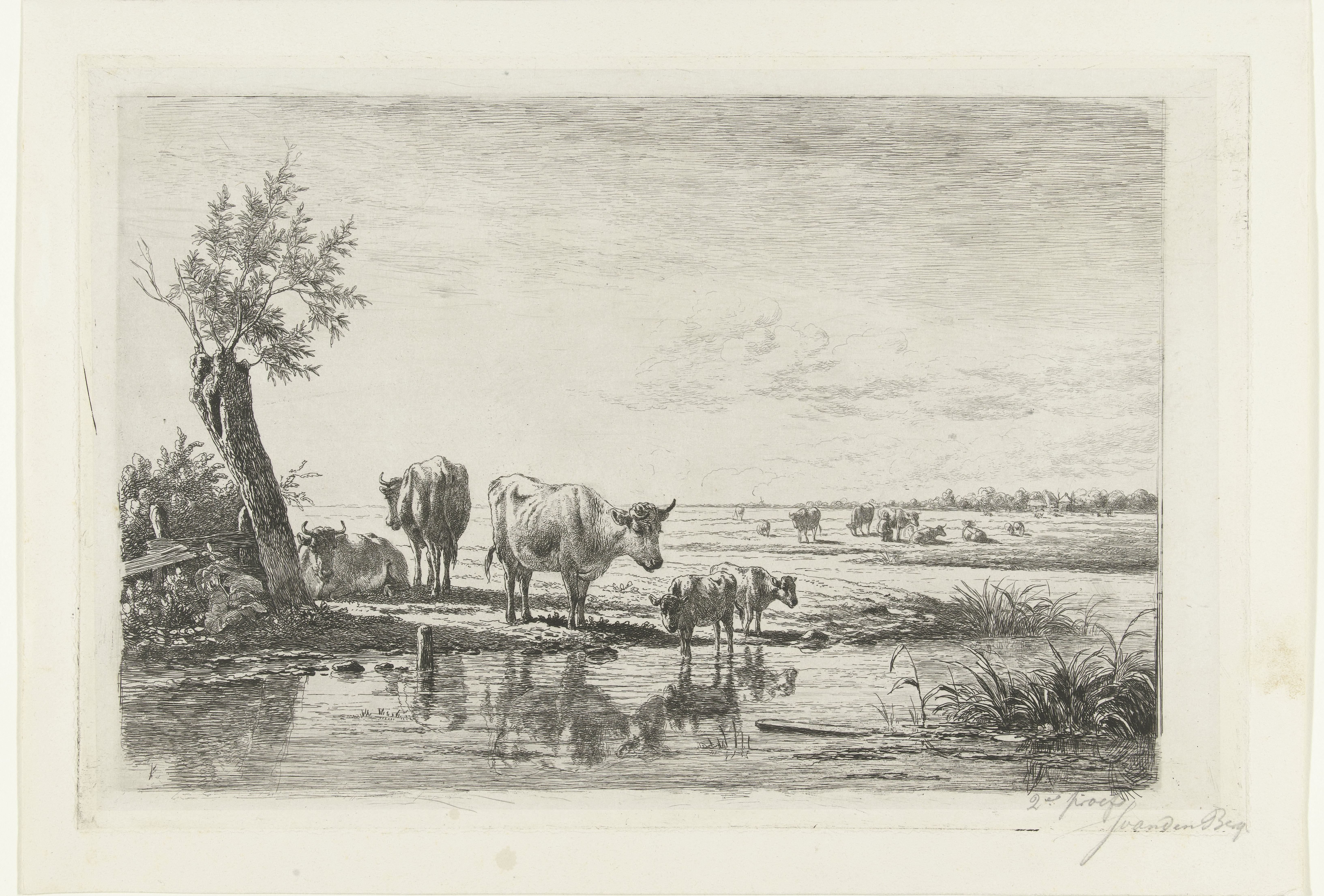 Weidelandschap met koeien bij water