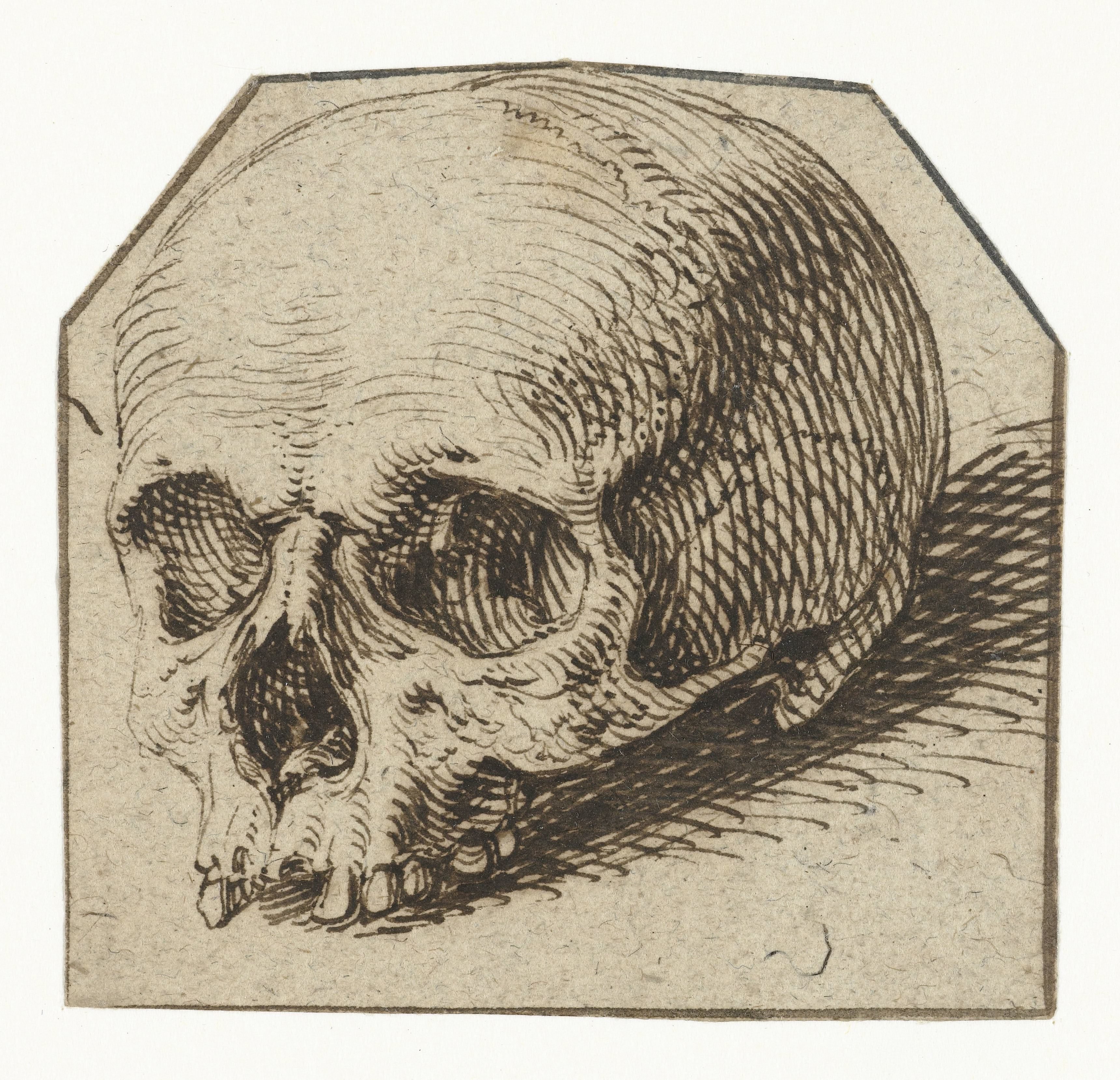 Studie van een schedel