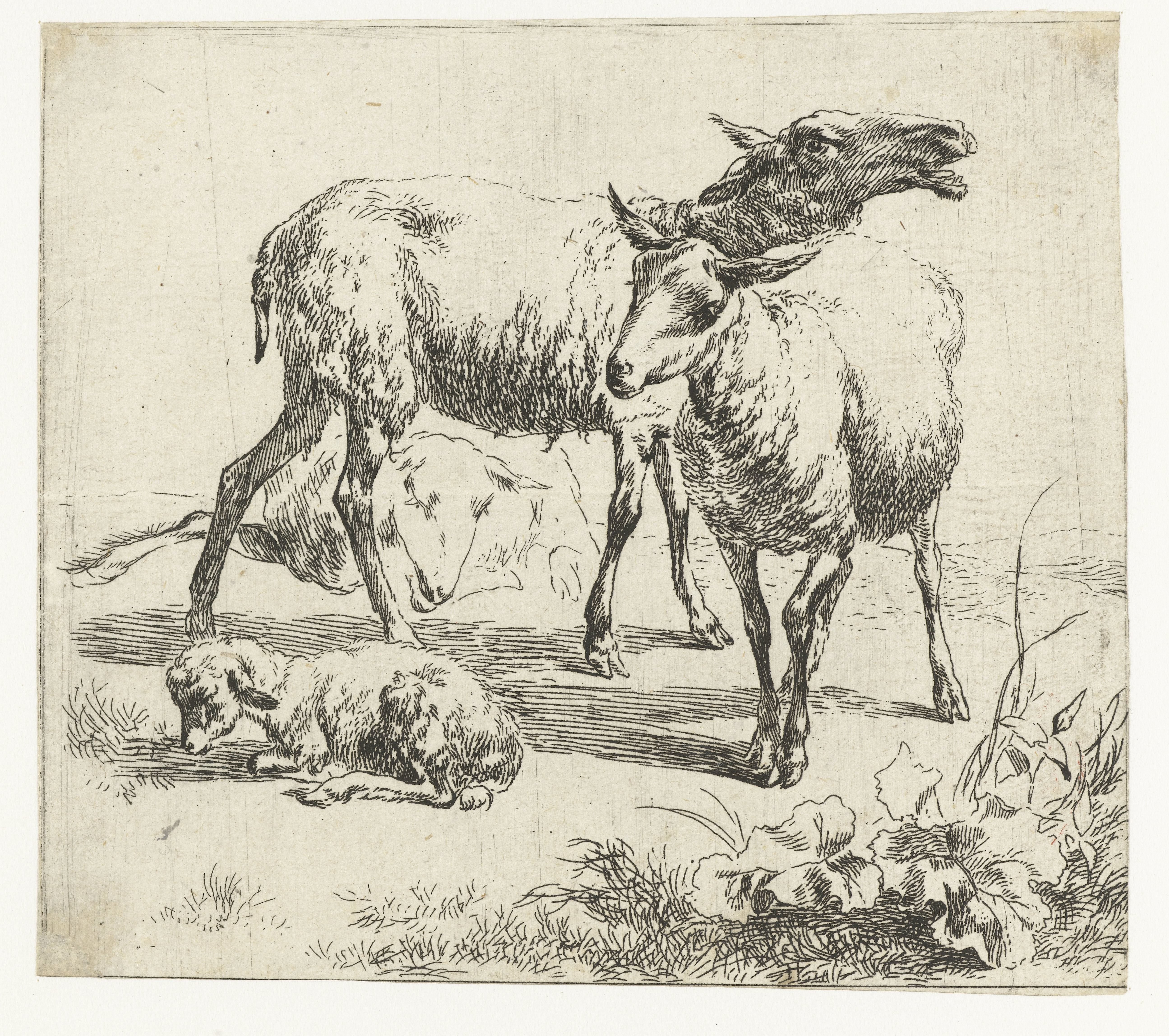 Blatend schaap tussen twee schapen en een lam