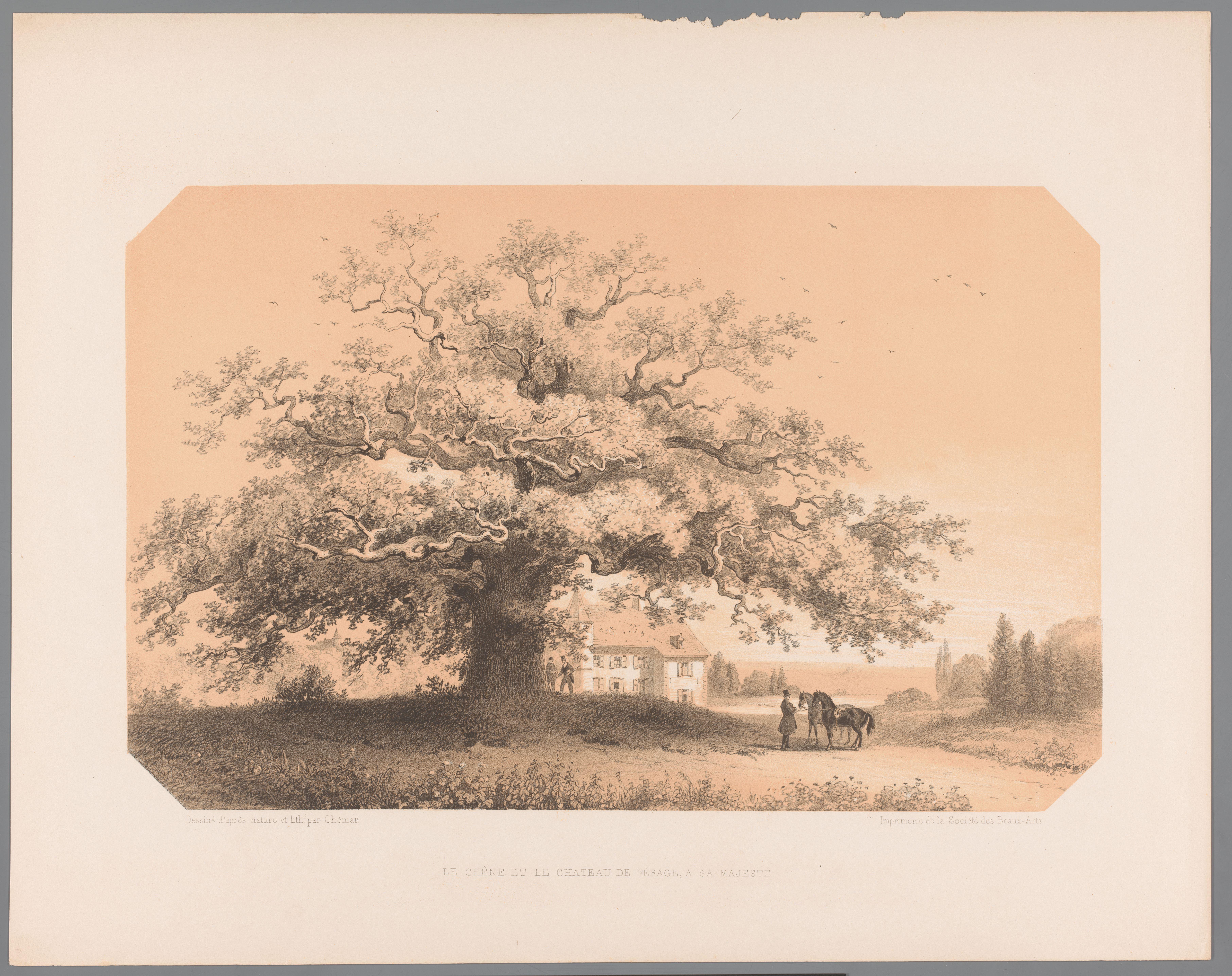 Gezicht op een eikenboom bij het kasteel te Férage