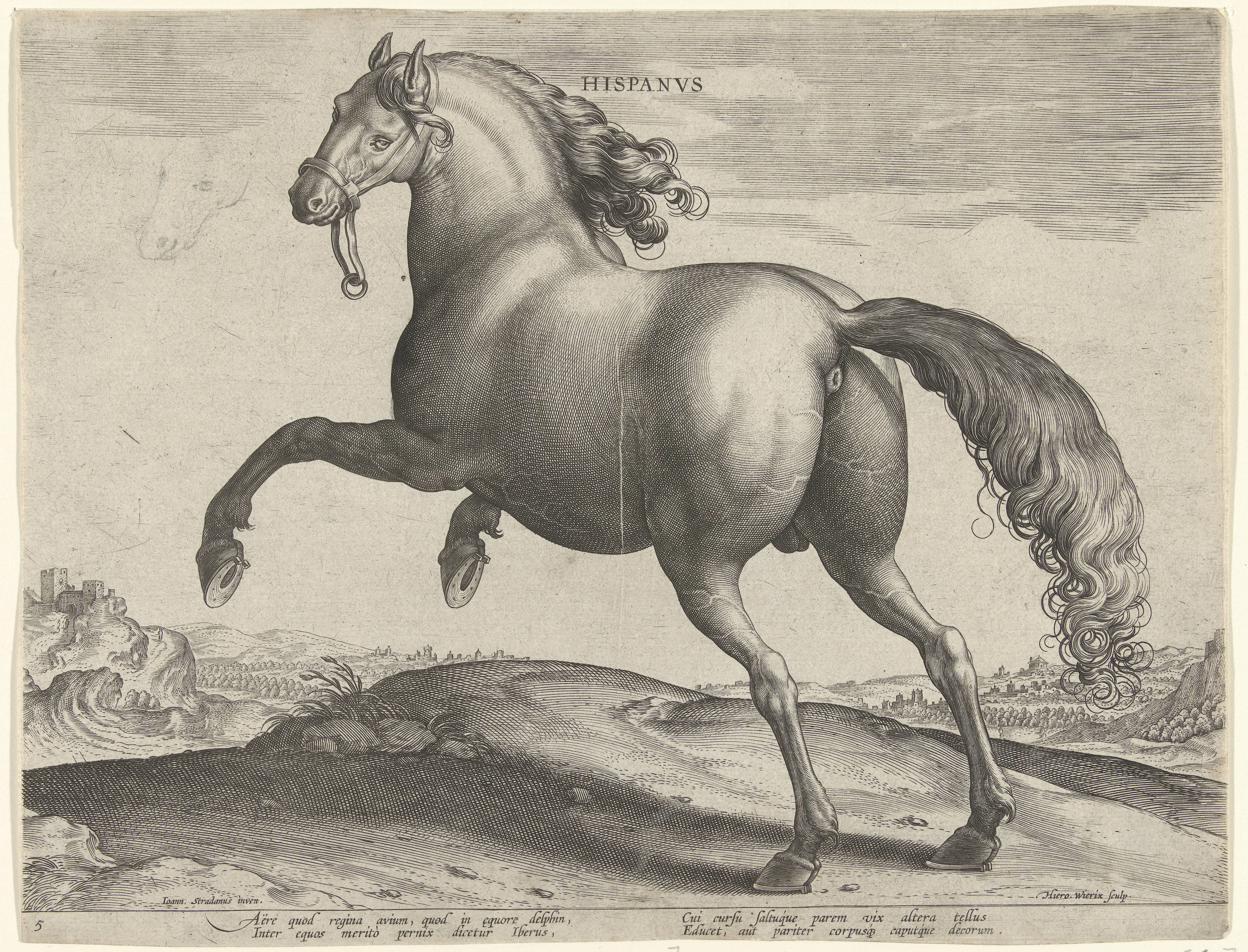 Paard uit Spanje (Hispanus Alter)