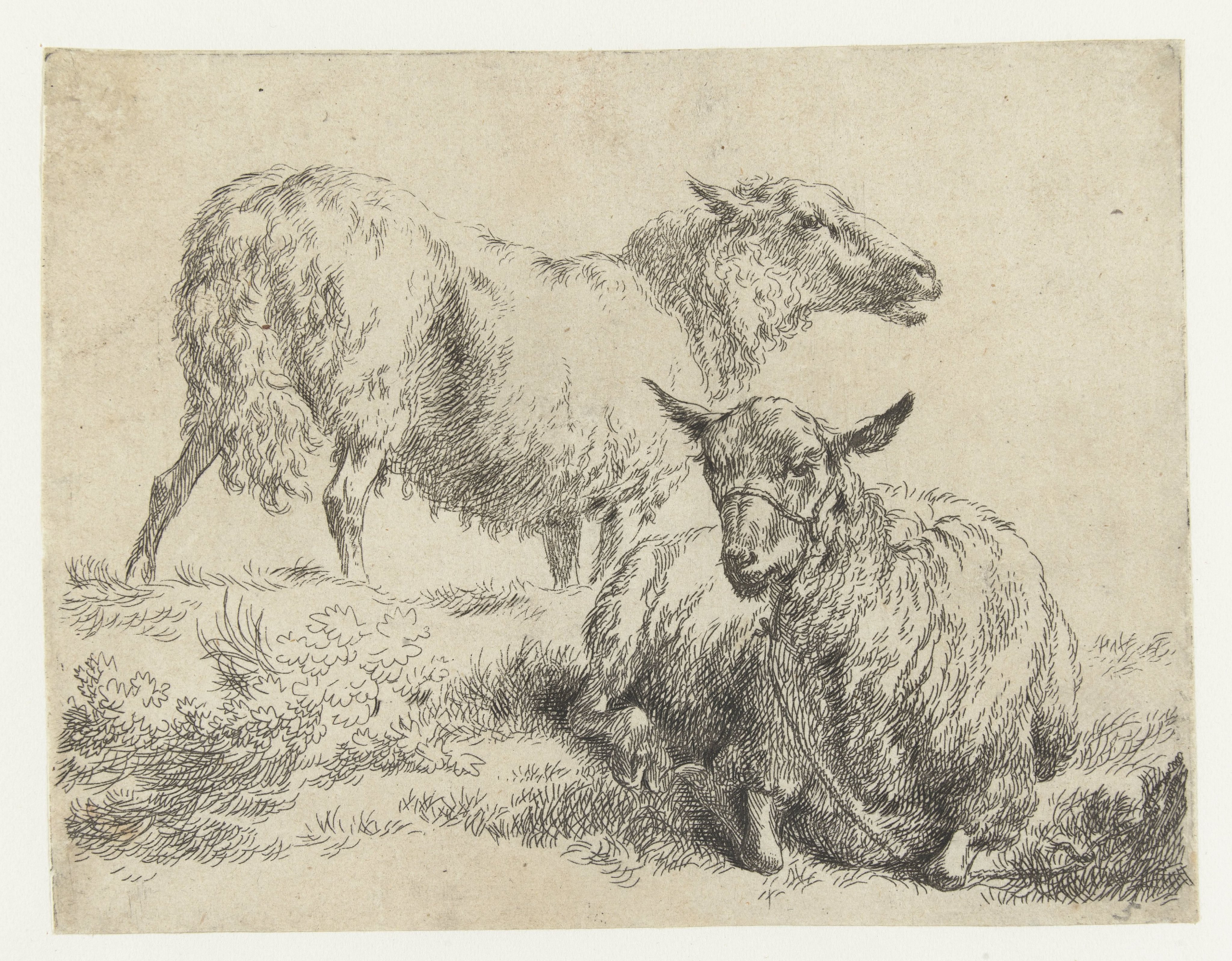 Liggend schaap met halster en staand schaap