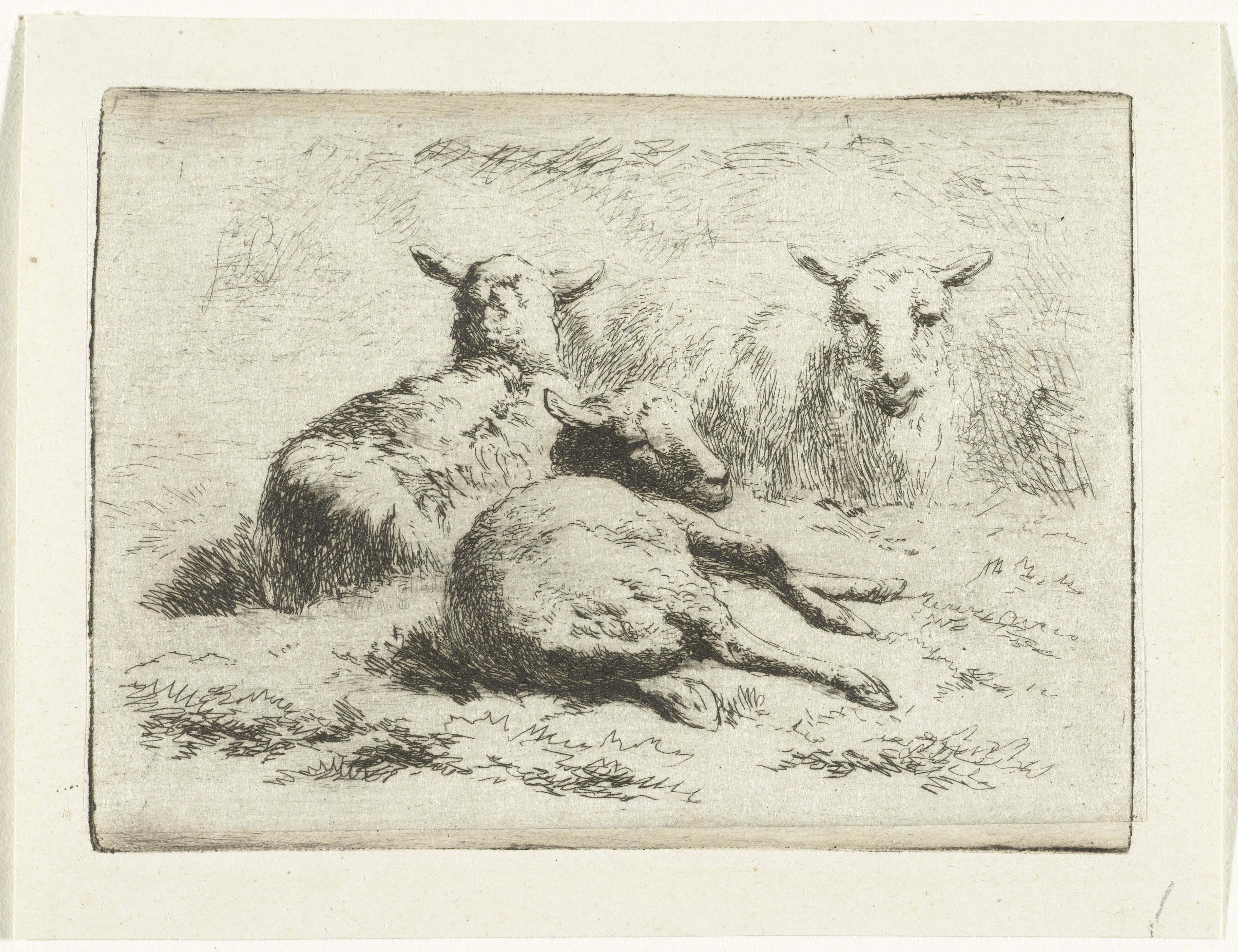 Drie liggende schapen