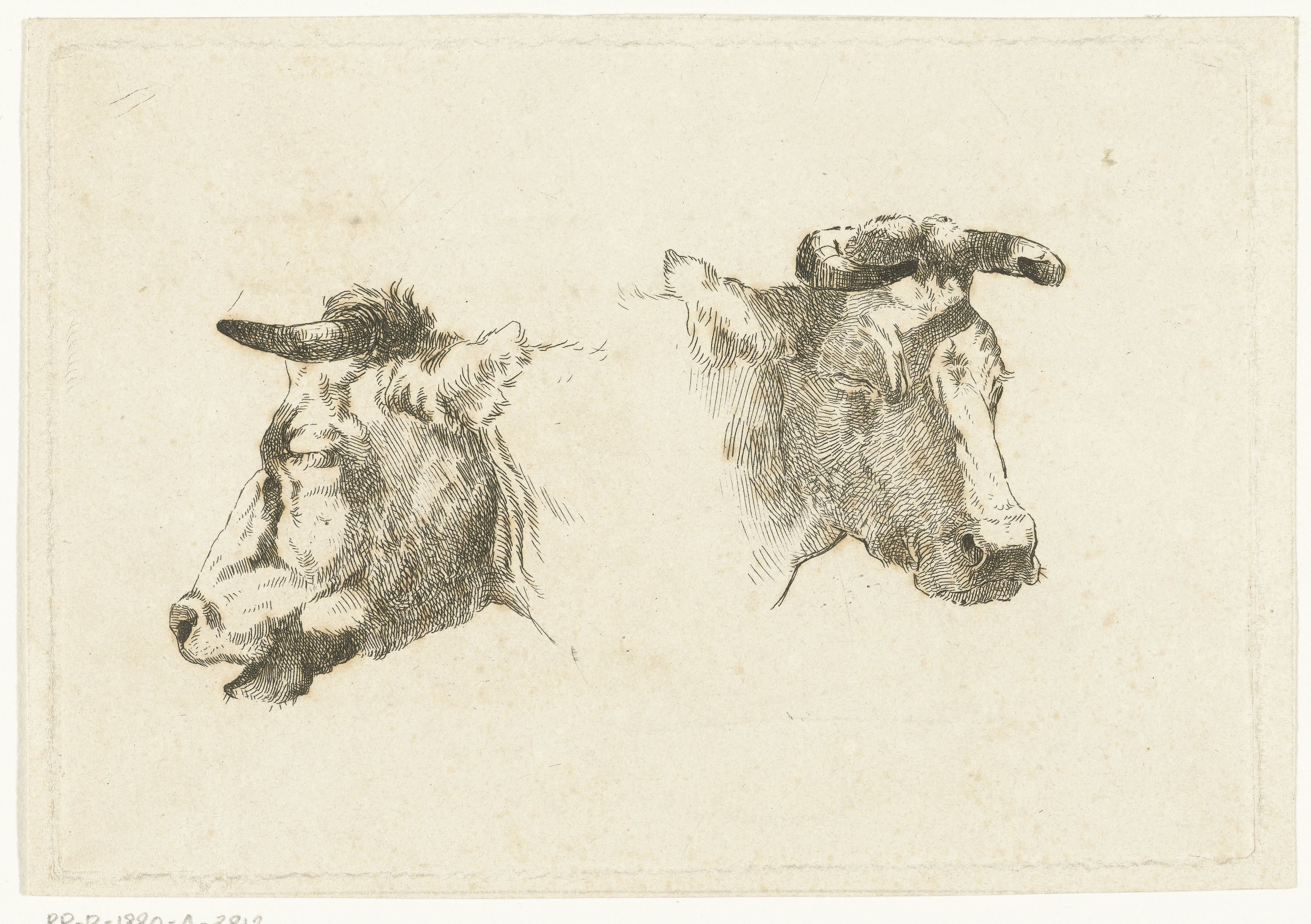 Twee hoofden van koeien