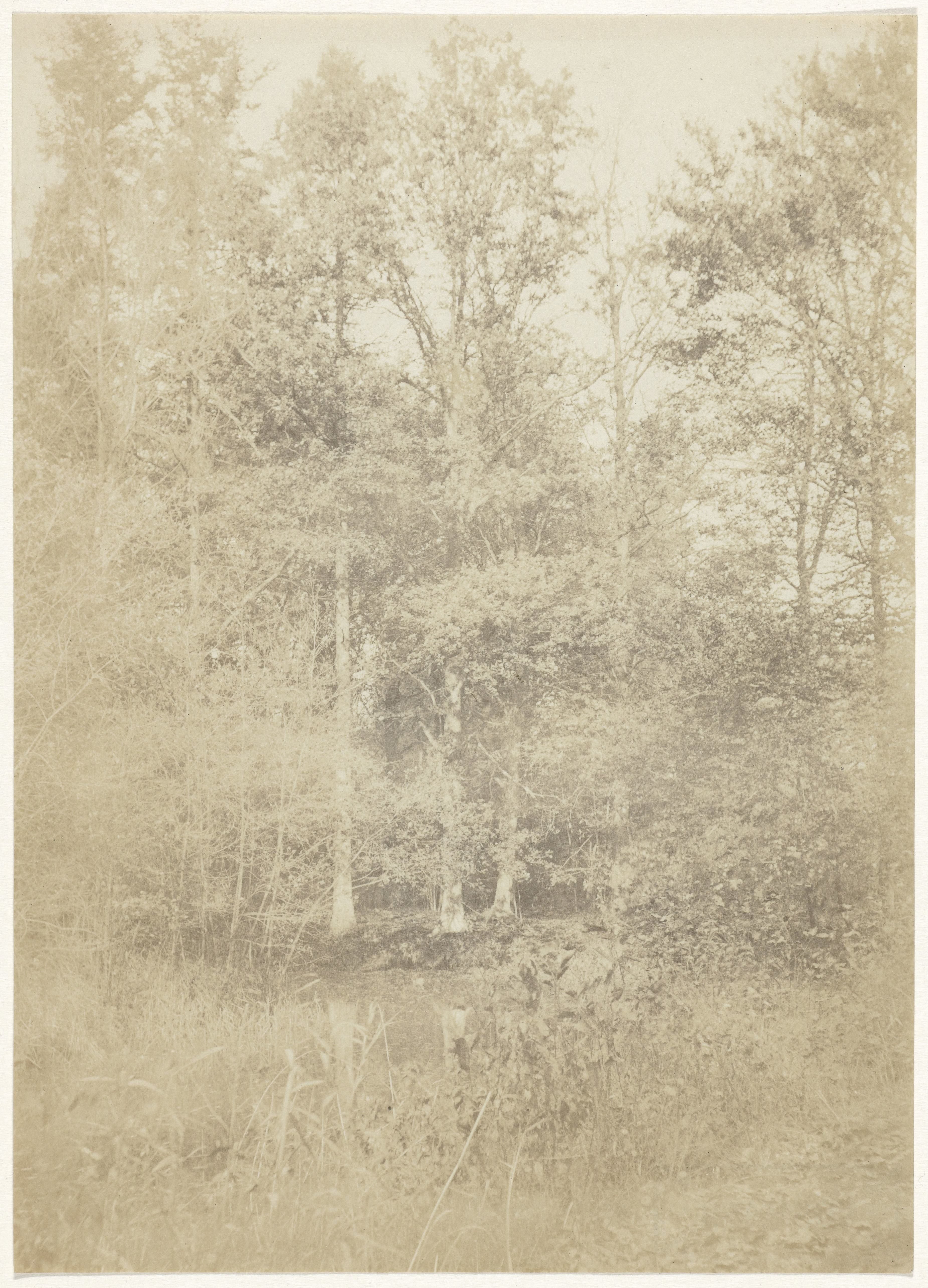 Boslandschap