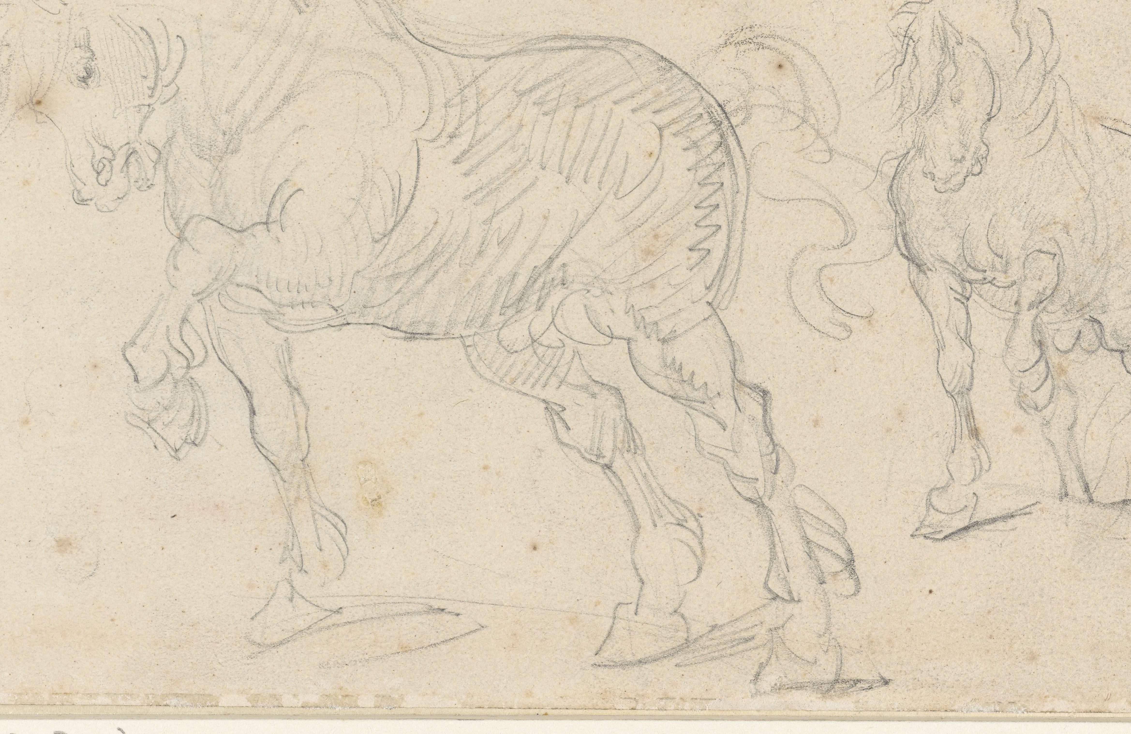 Paardenstudies