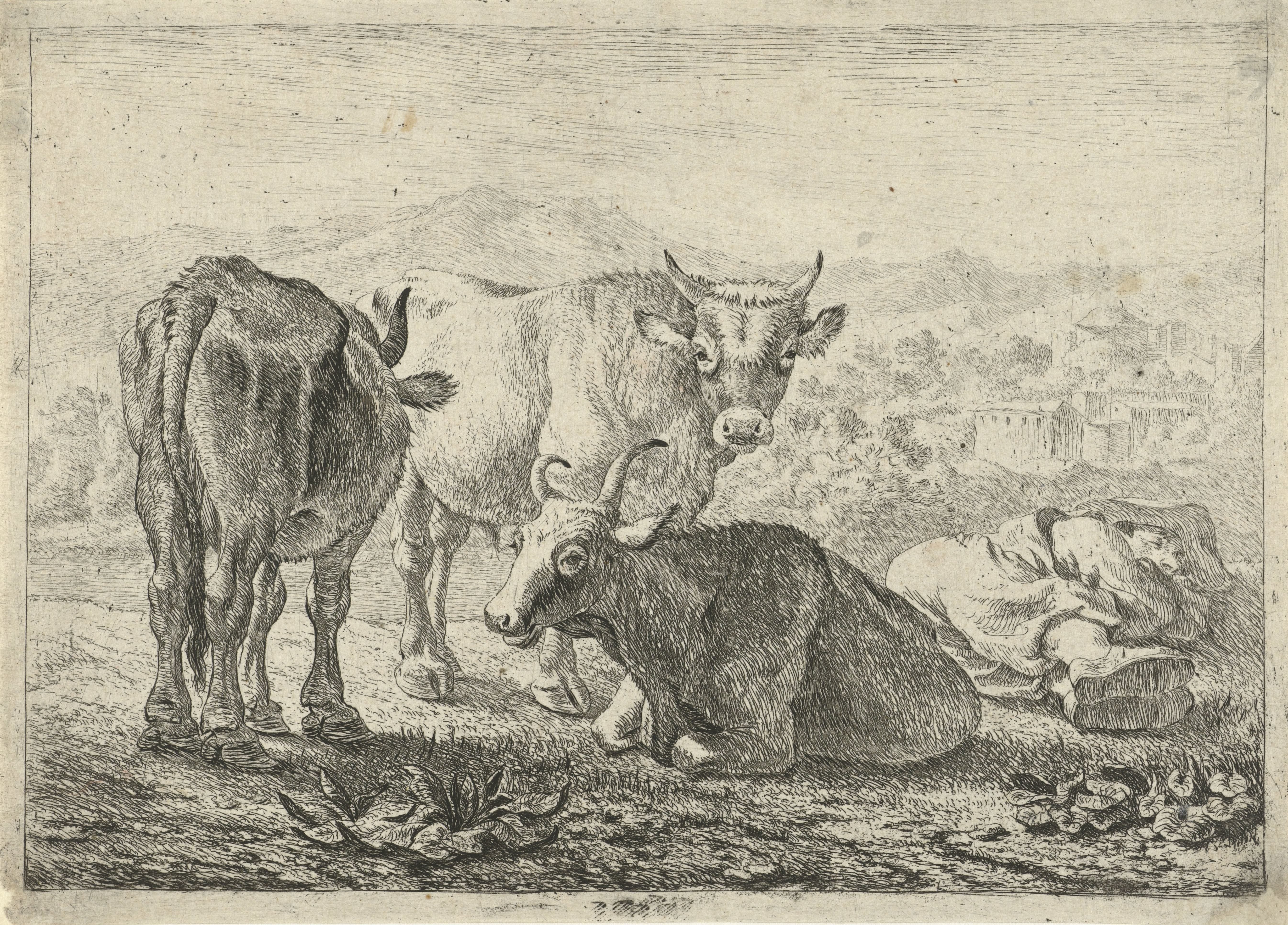 Drie runderen en een slapende herder