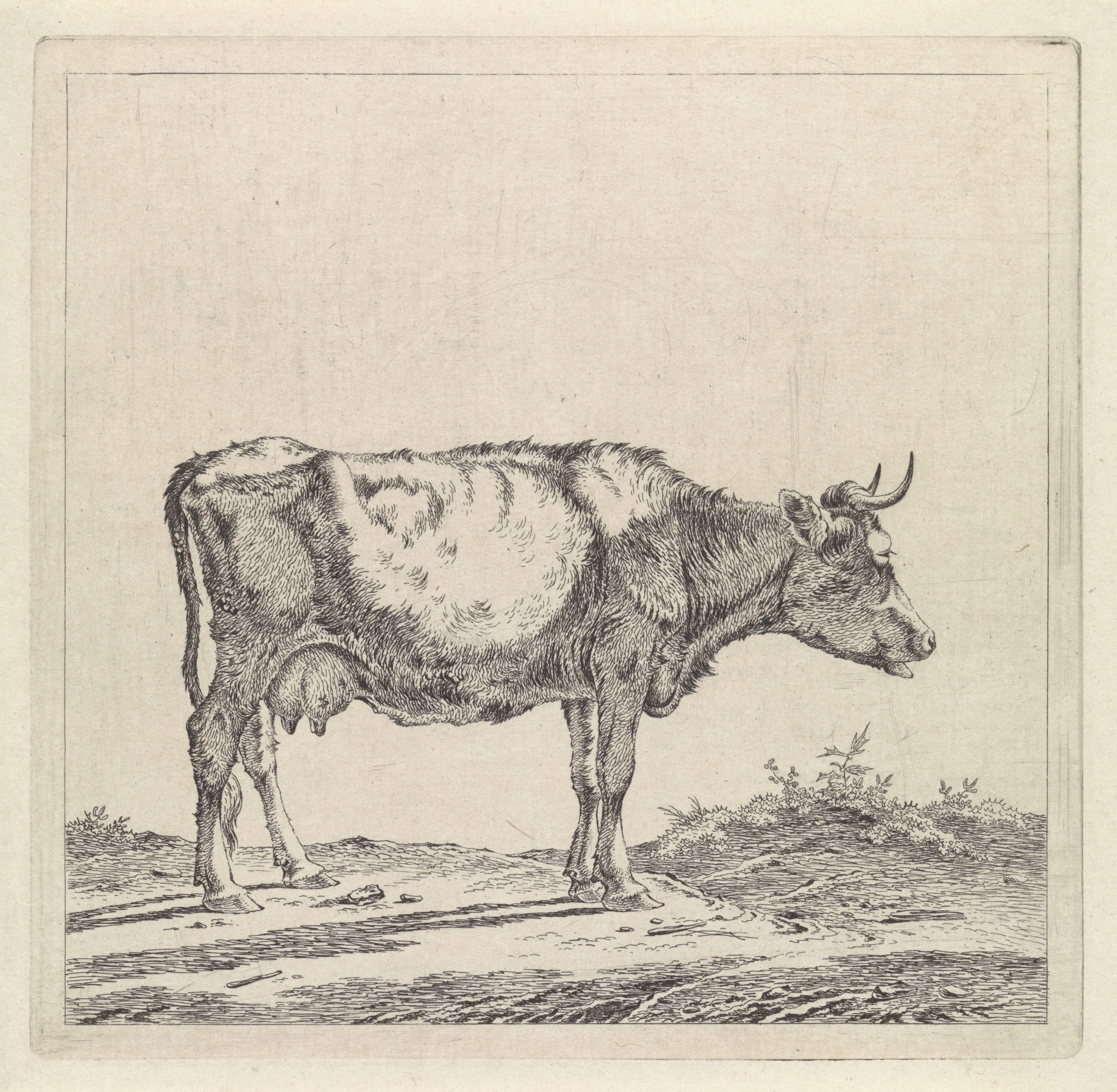 Landschap met koe aan waterkant
