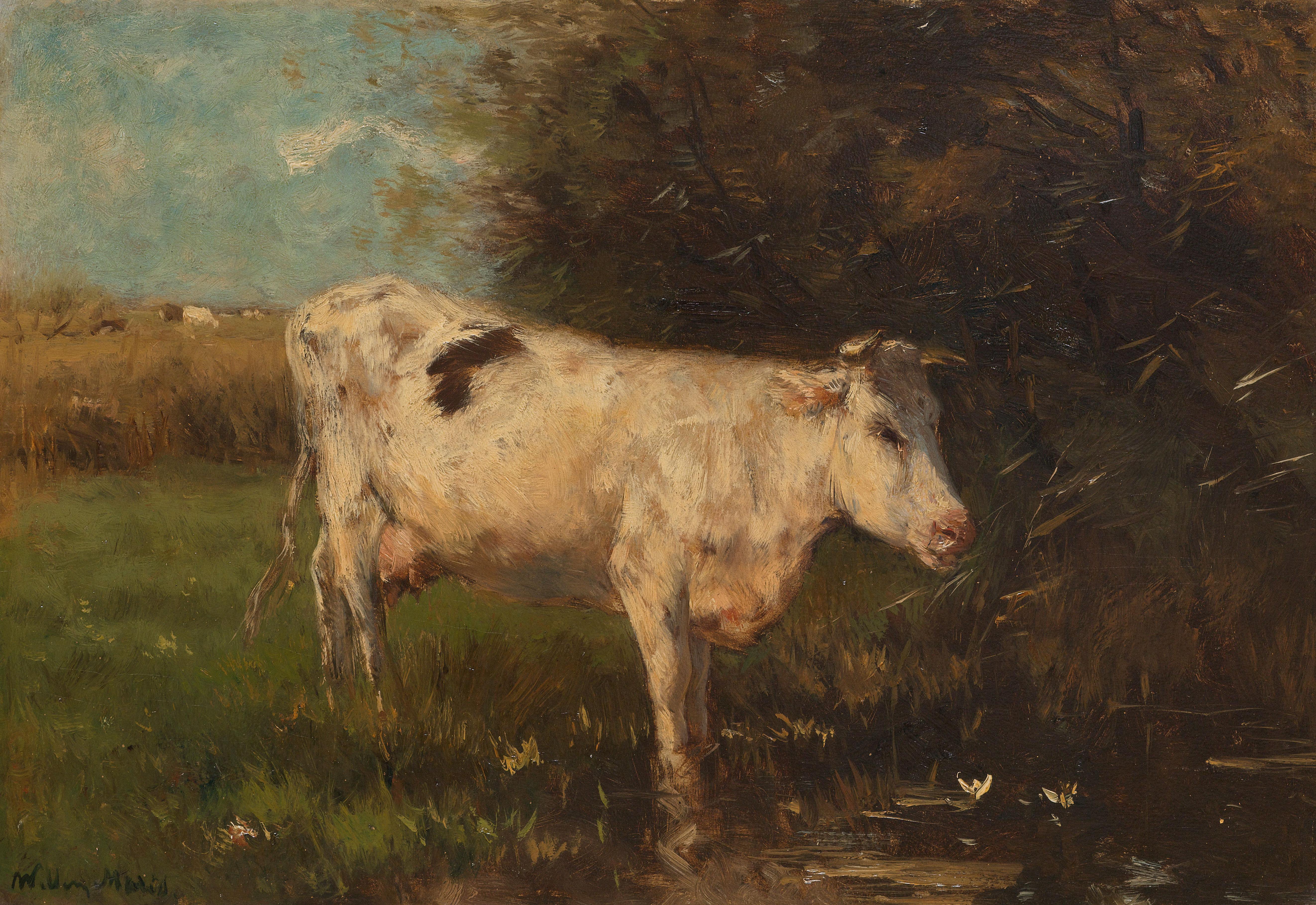 White Cow