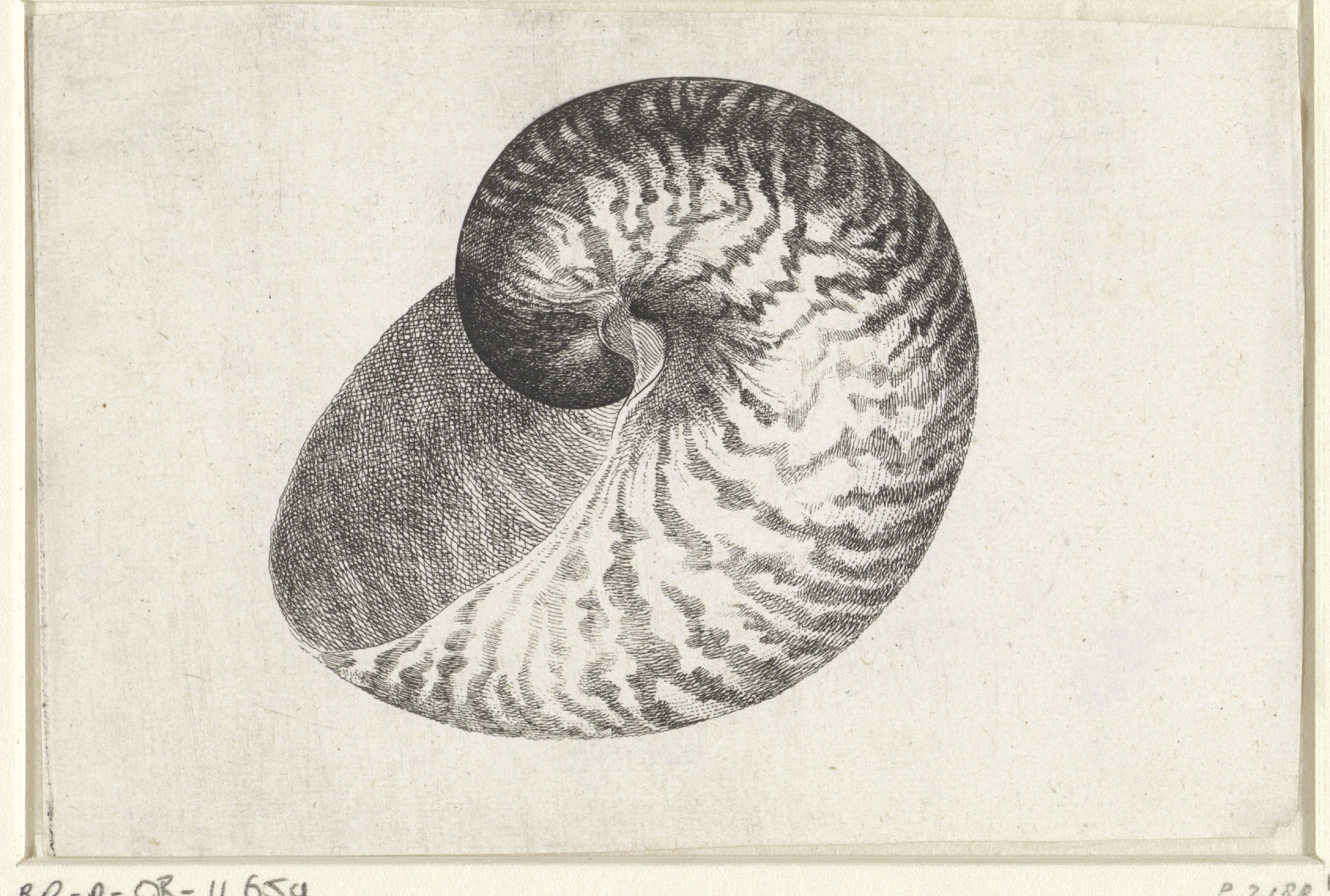 Schelp, nautilus pompilius