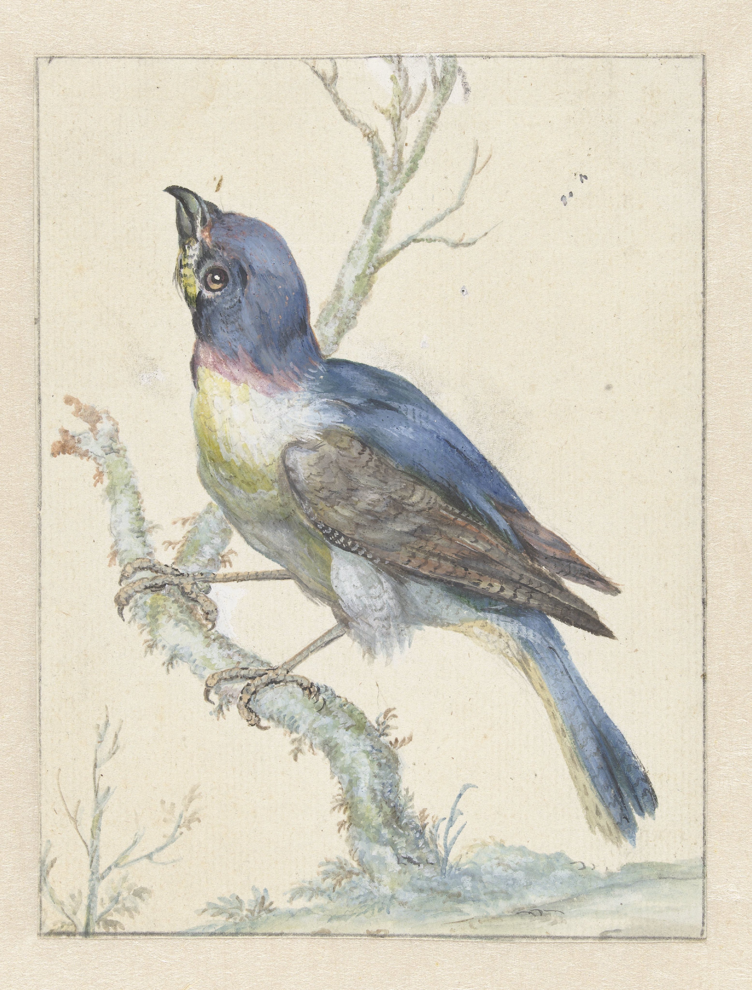 Lazuli Bunting