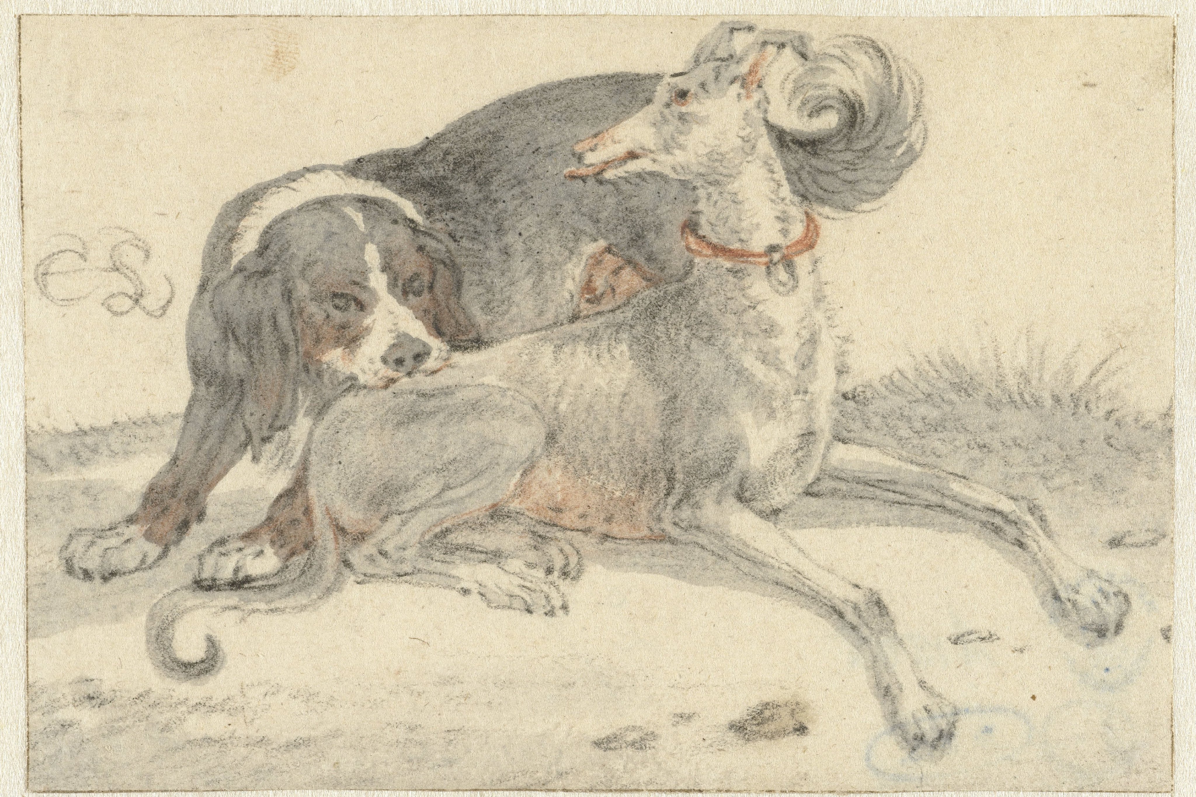 Greyhound with a Spaniel