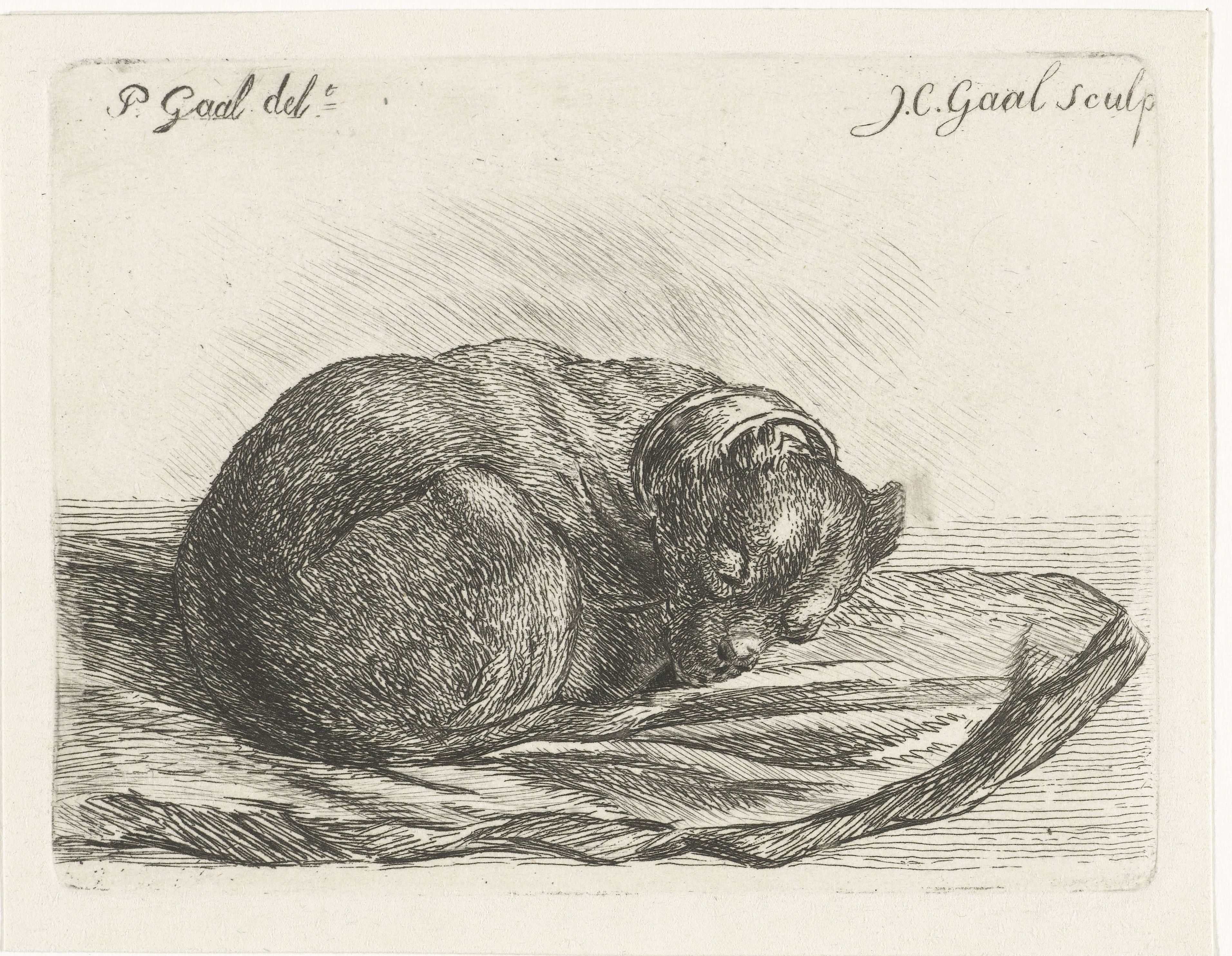 Slapende hond, liggend op een deken