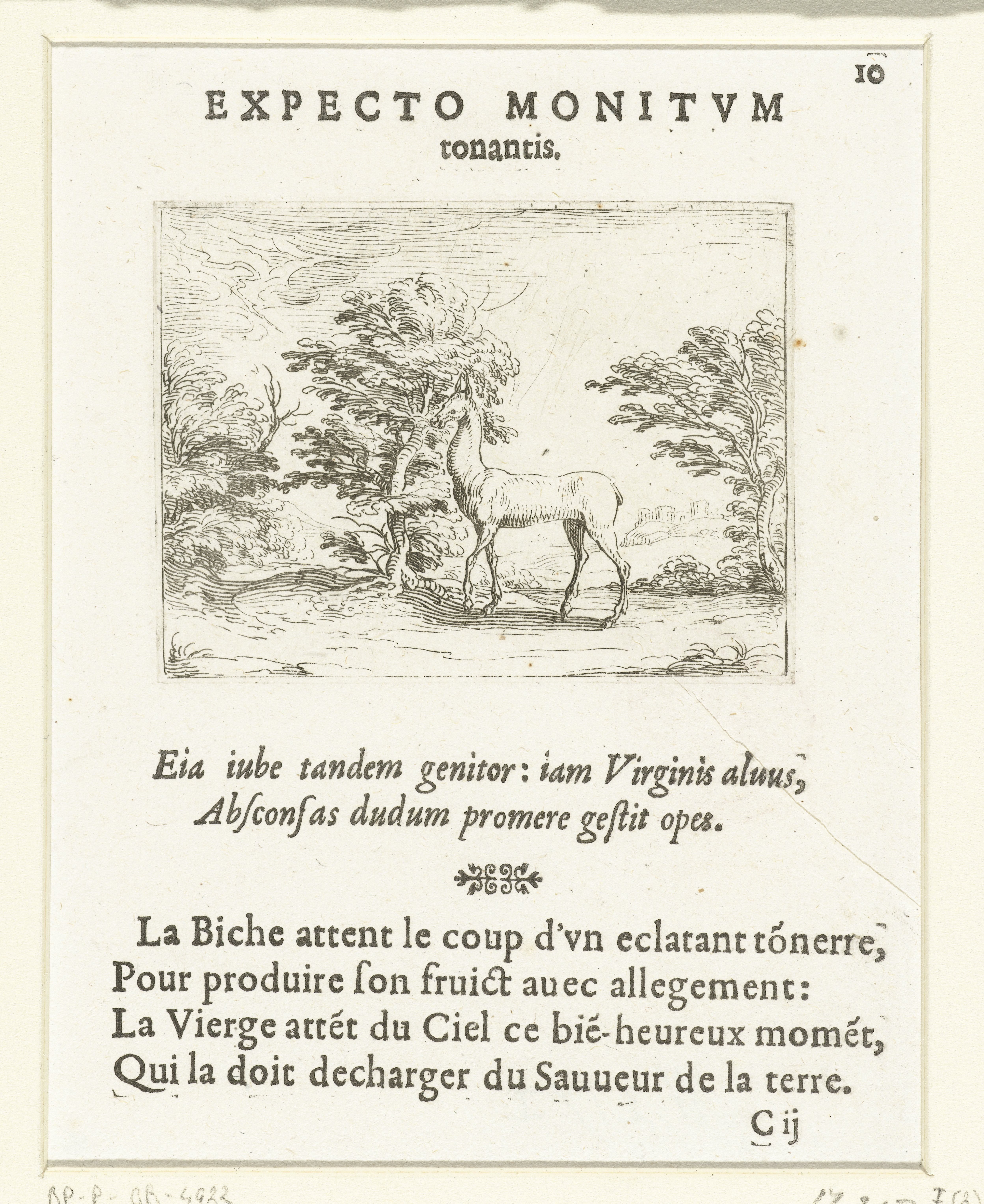 Hinde in een bos
