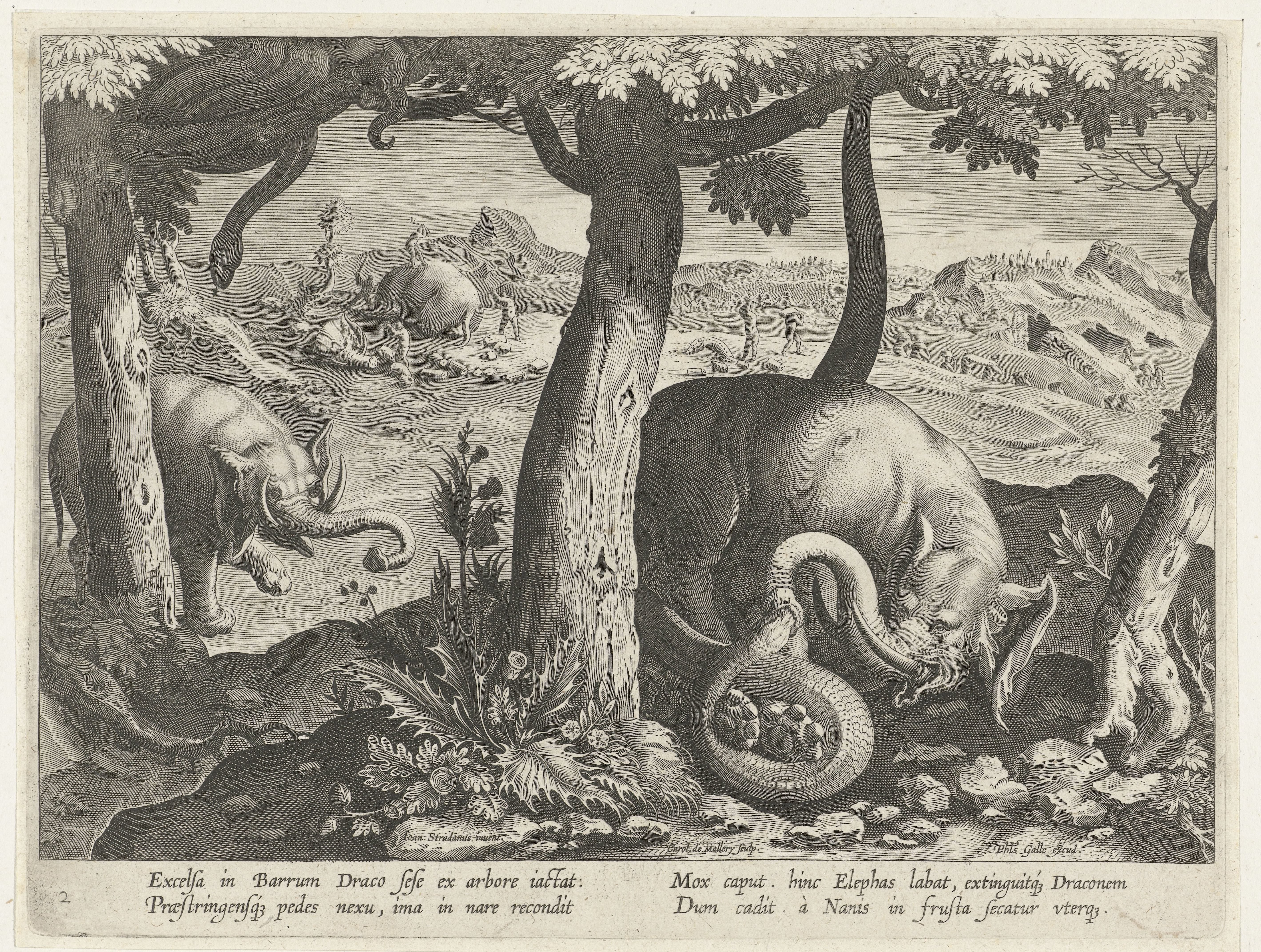 Olifant in gevecht met slang