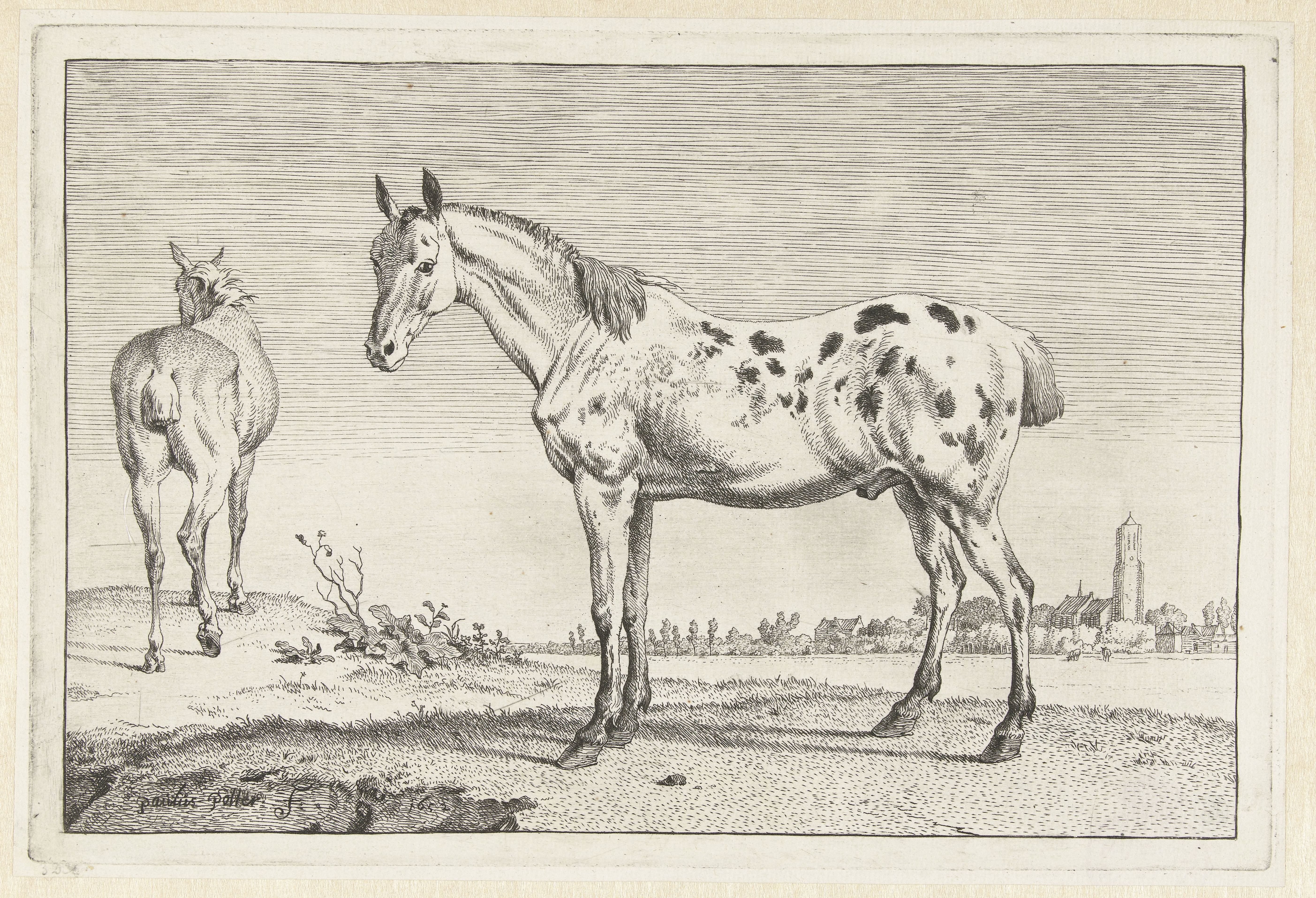 Het gecoupeerde paard