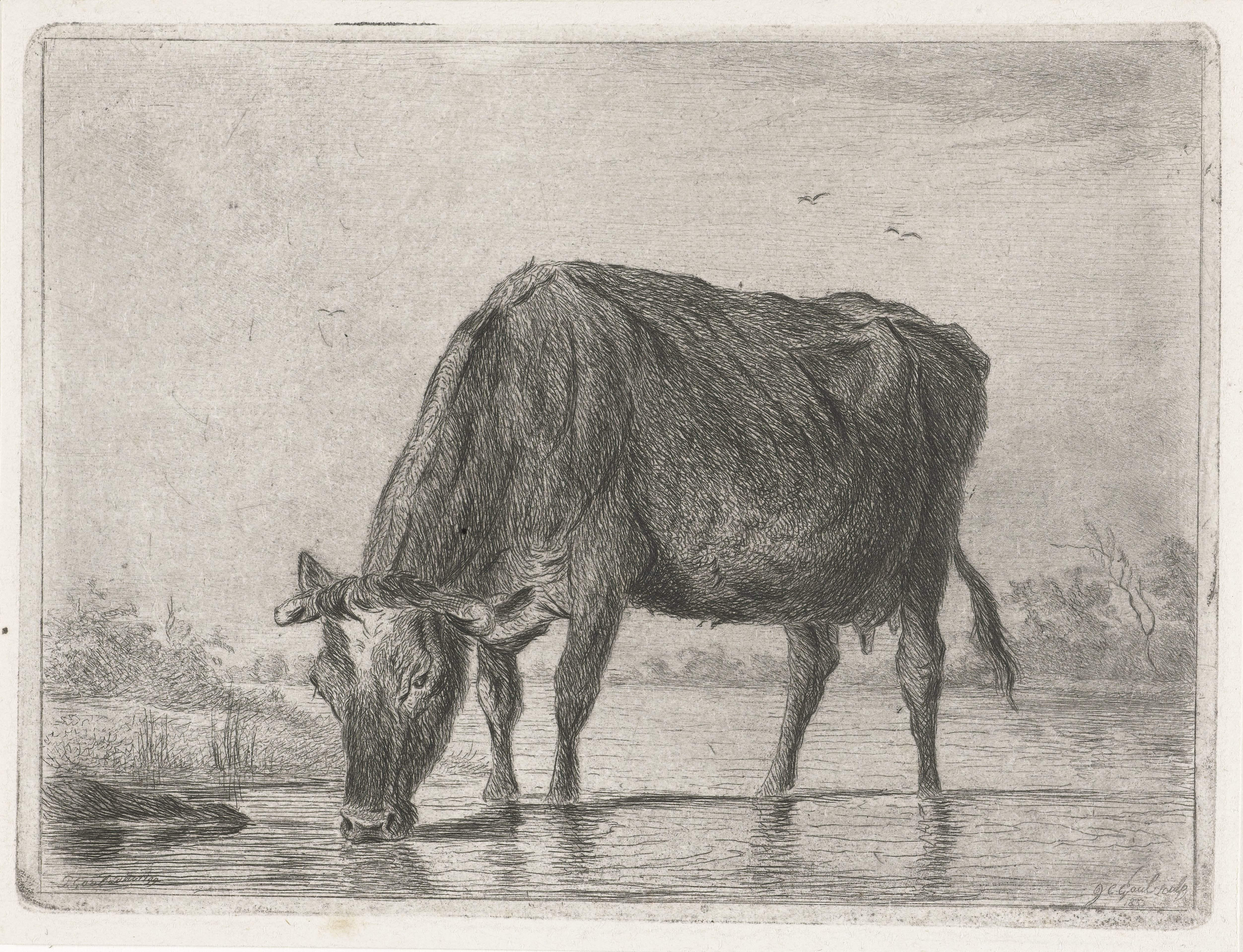 Drinkende koe