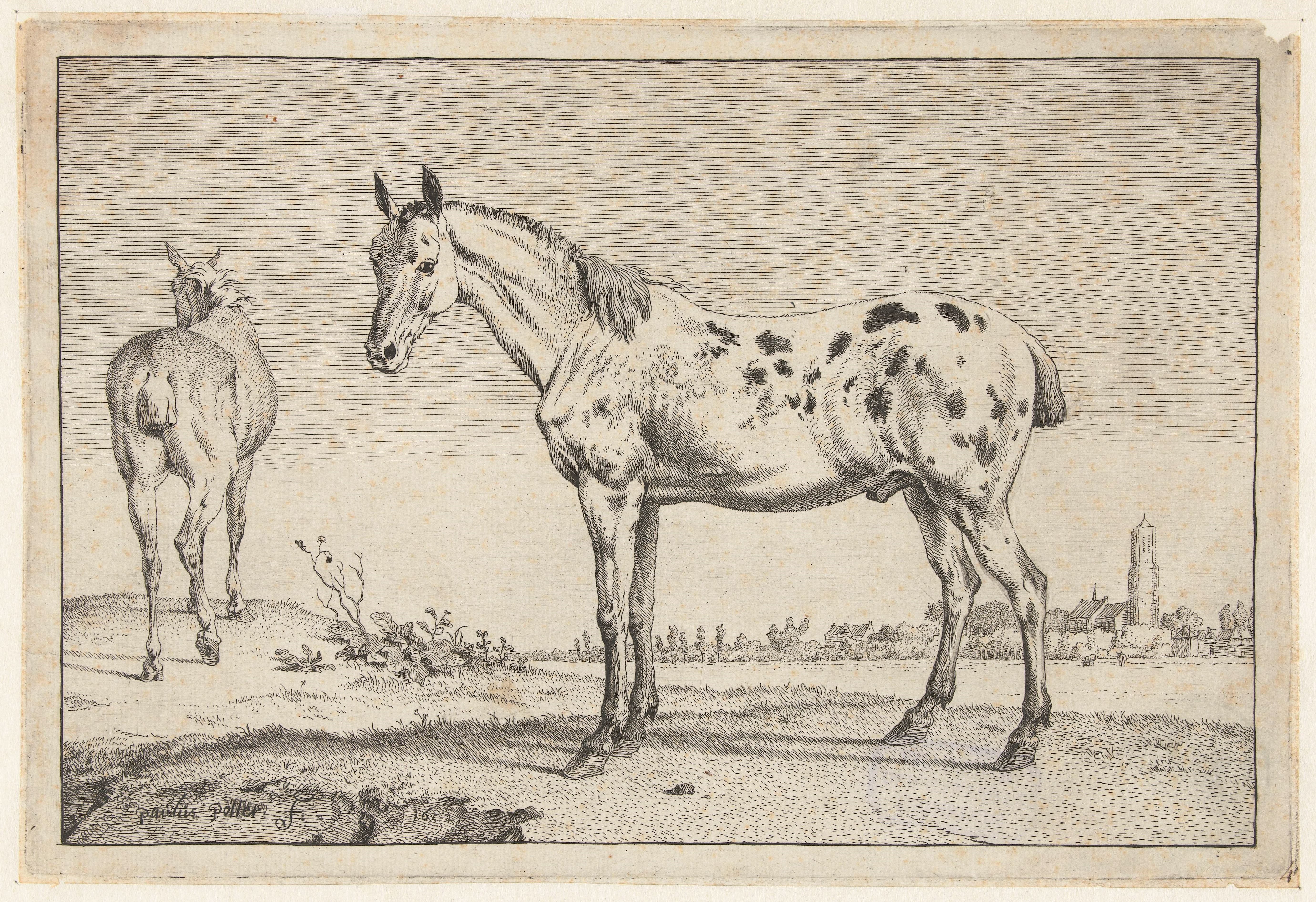 Het gecoupeerde paard