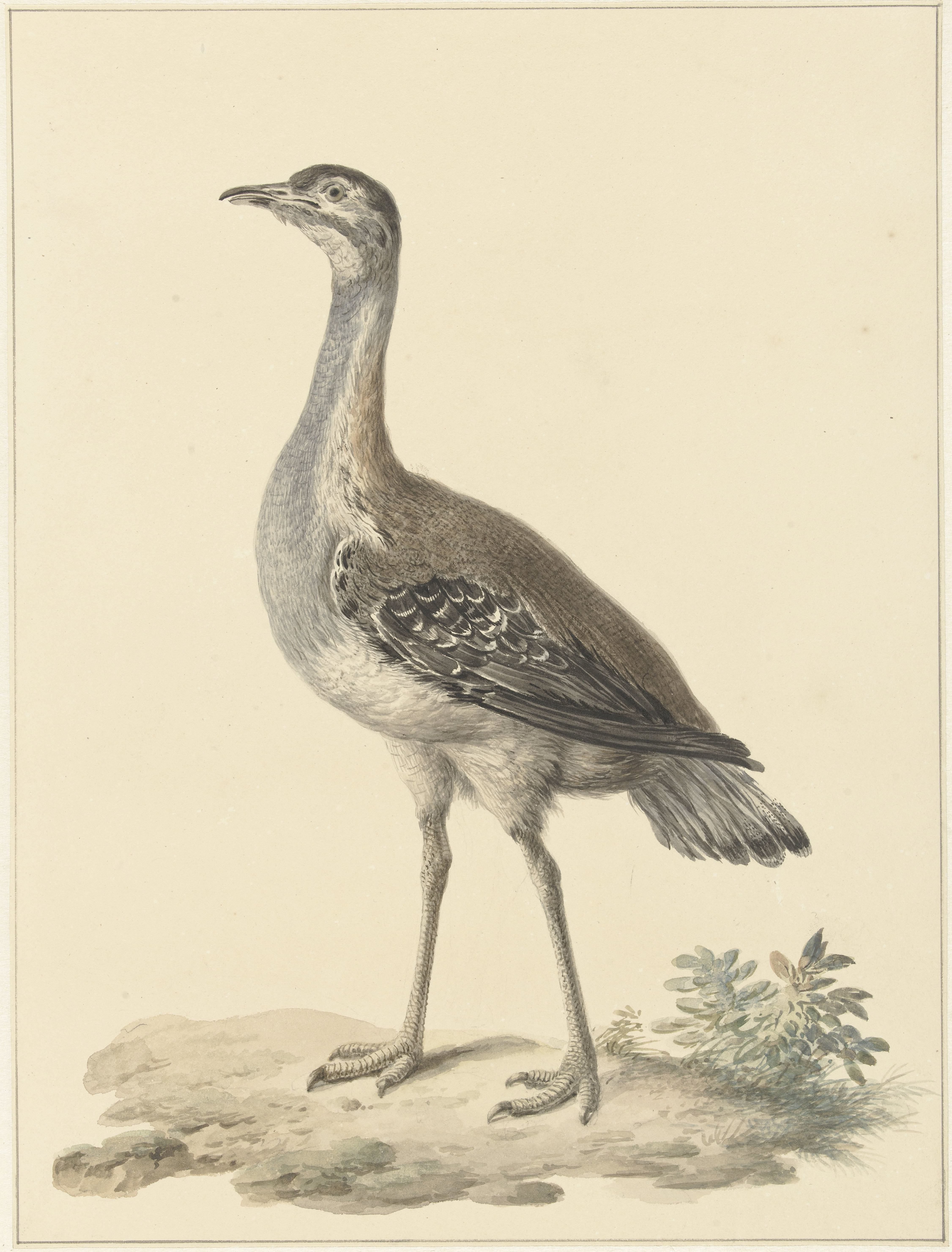 Denhams trap (Neotis denhami)