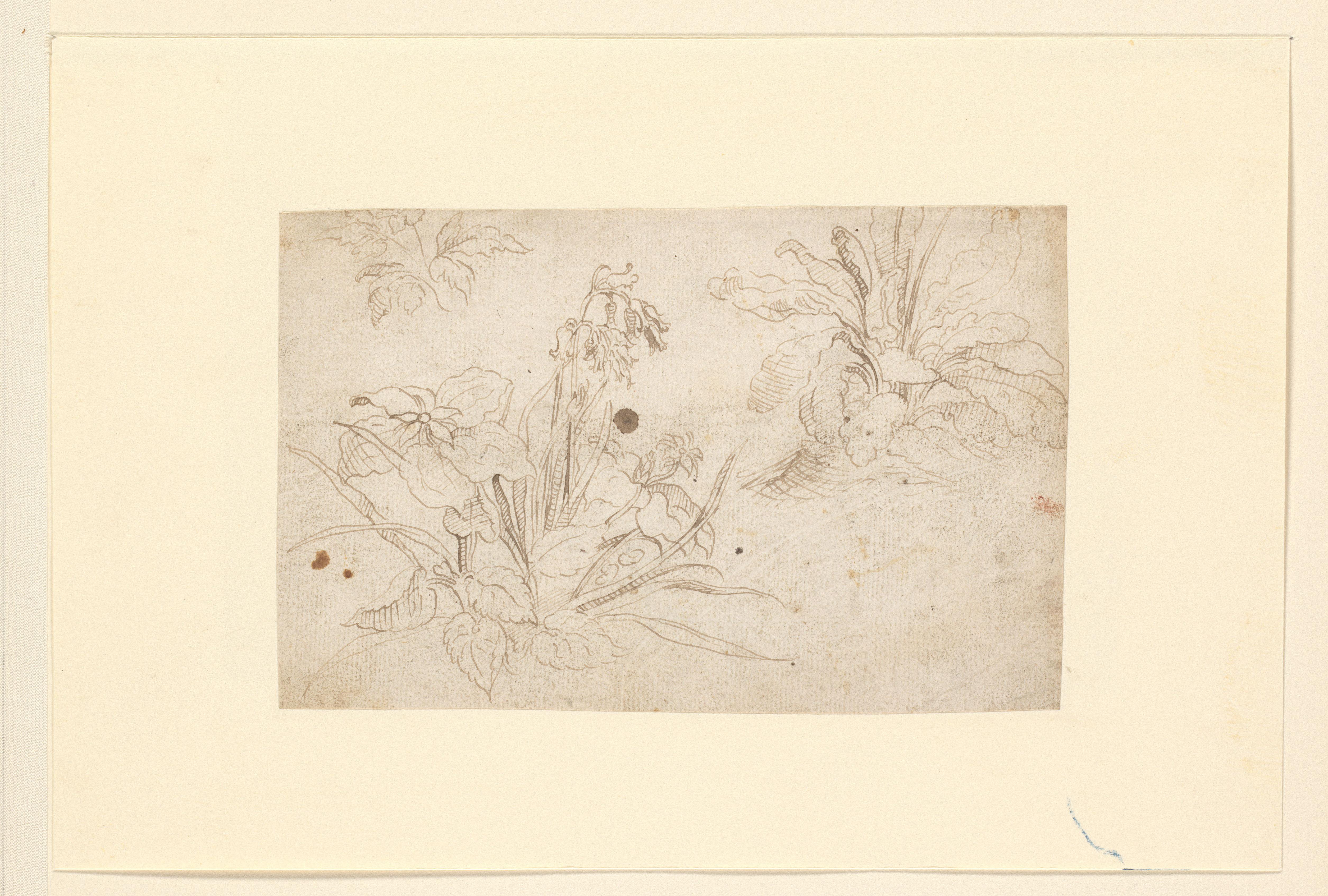 Studies of Plants