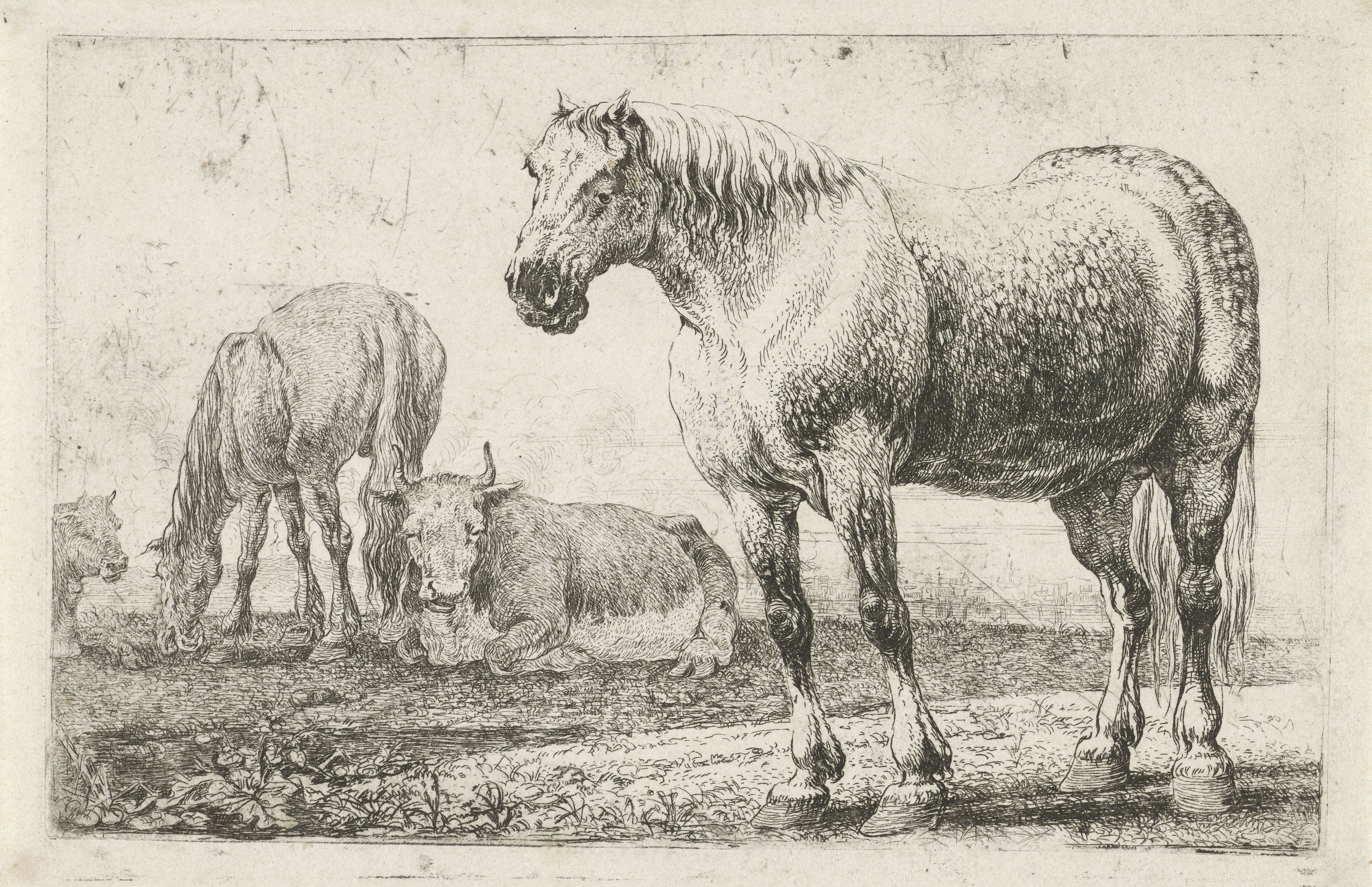 Paarden en koeien