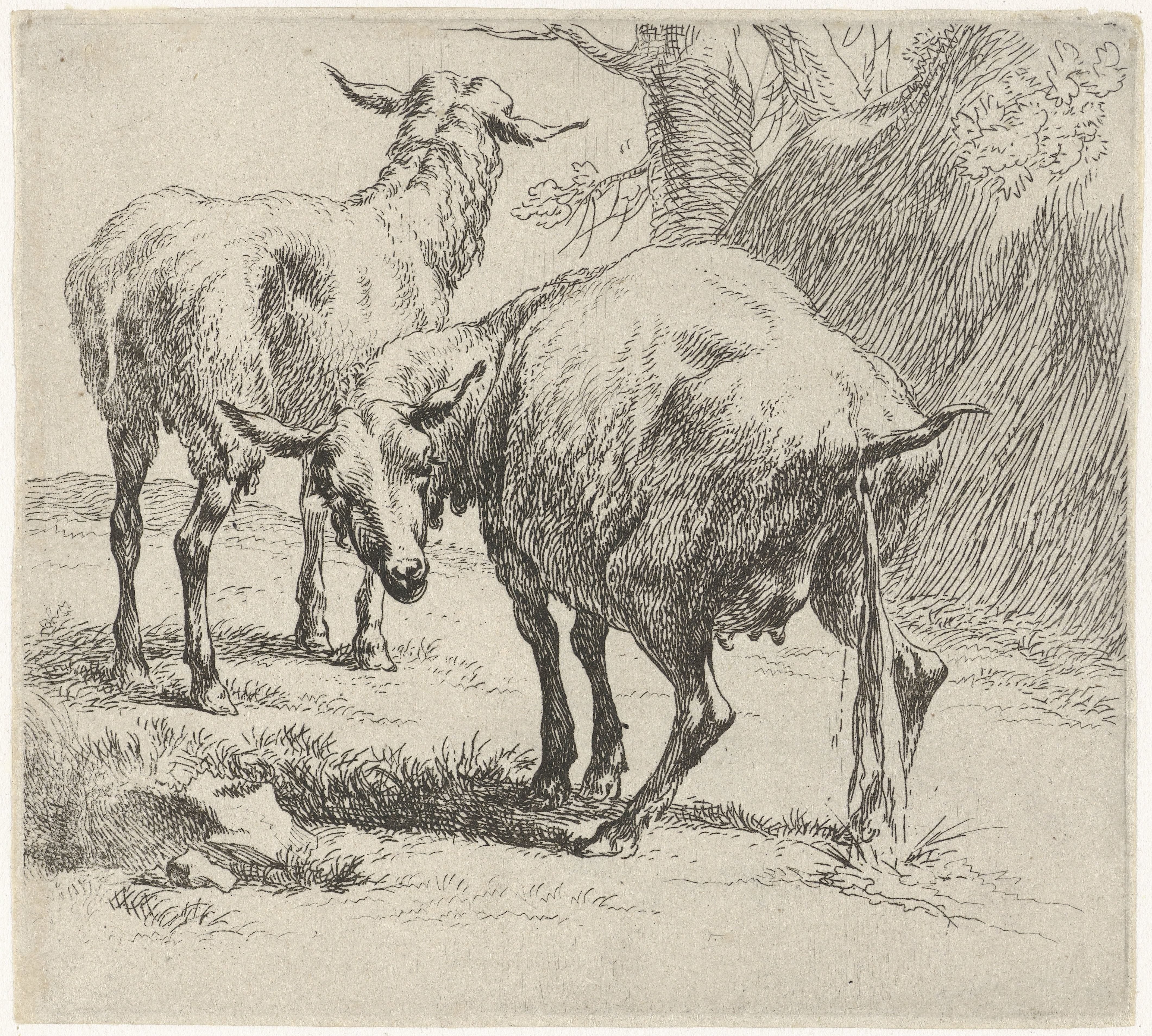 Pissende ooi en schaap