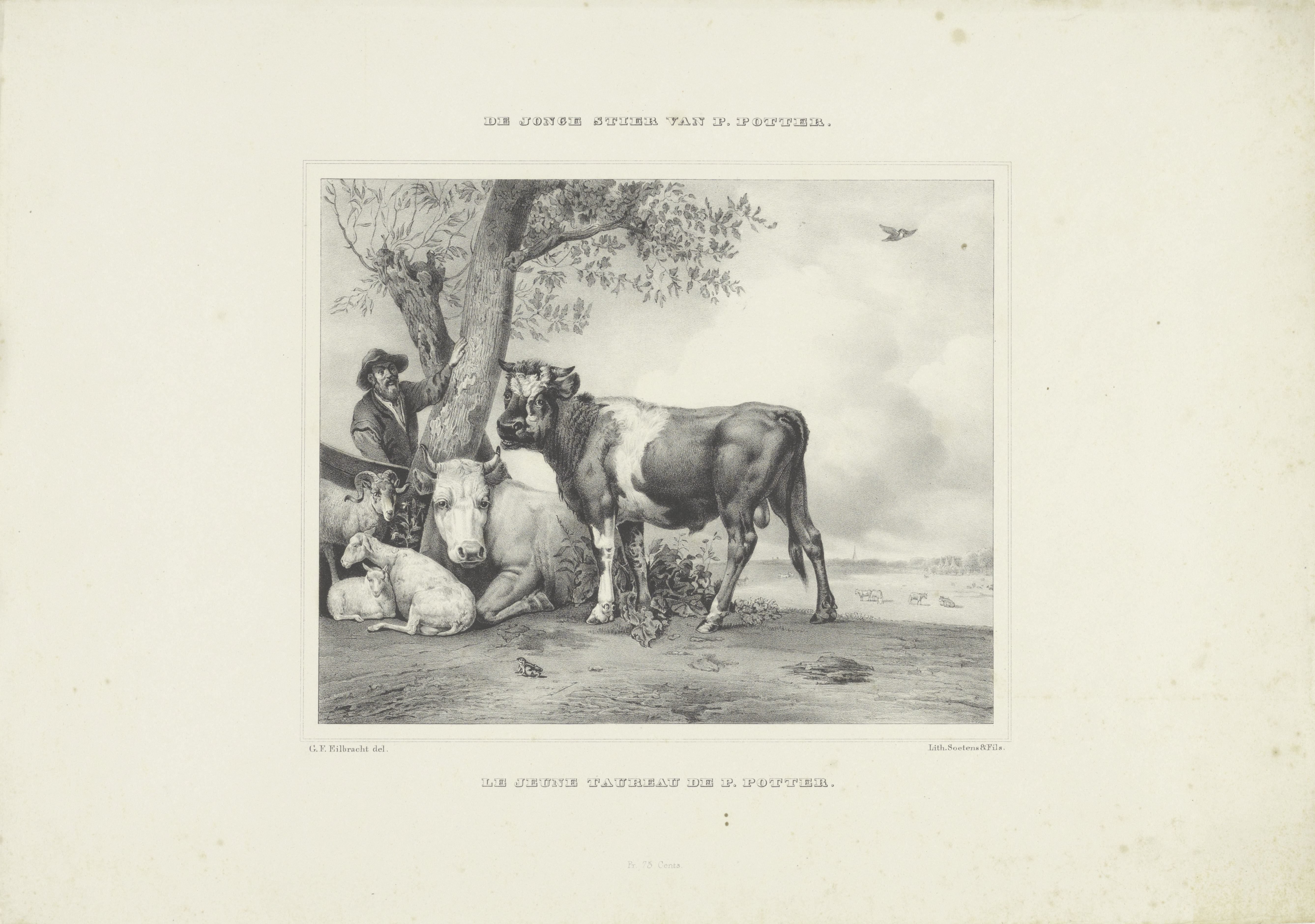 De jonge stier